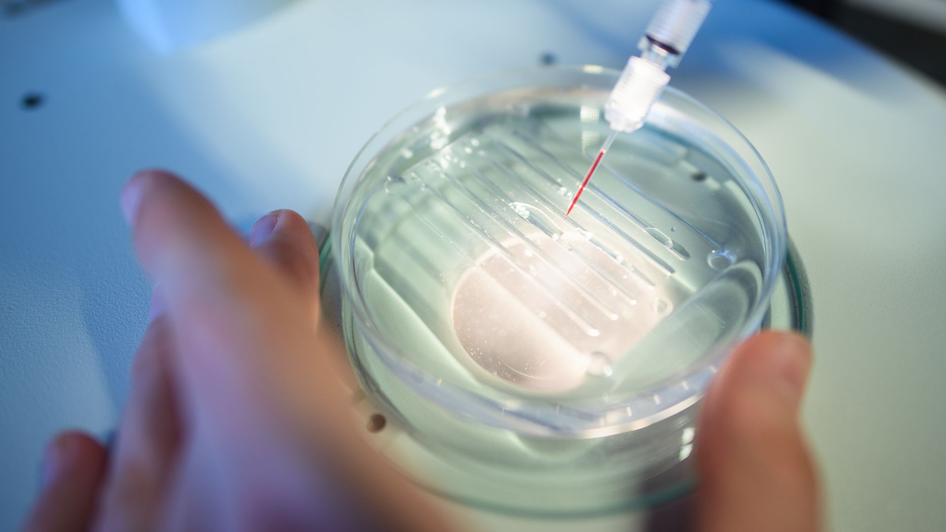 A researcher performs a CRISPR/Cas9 process