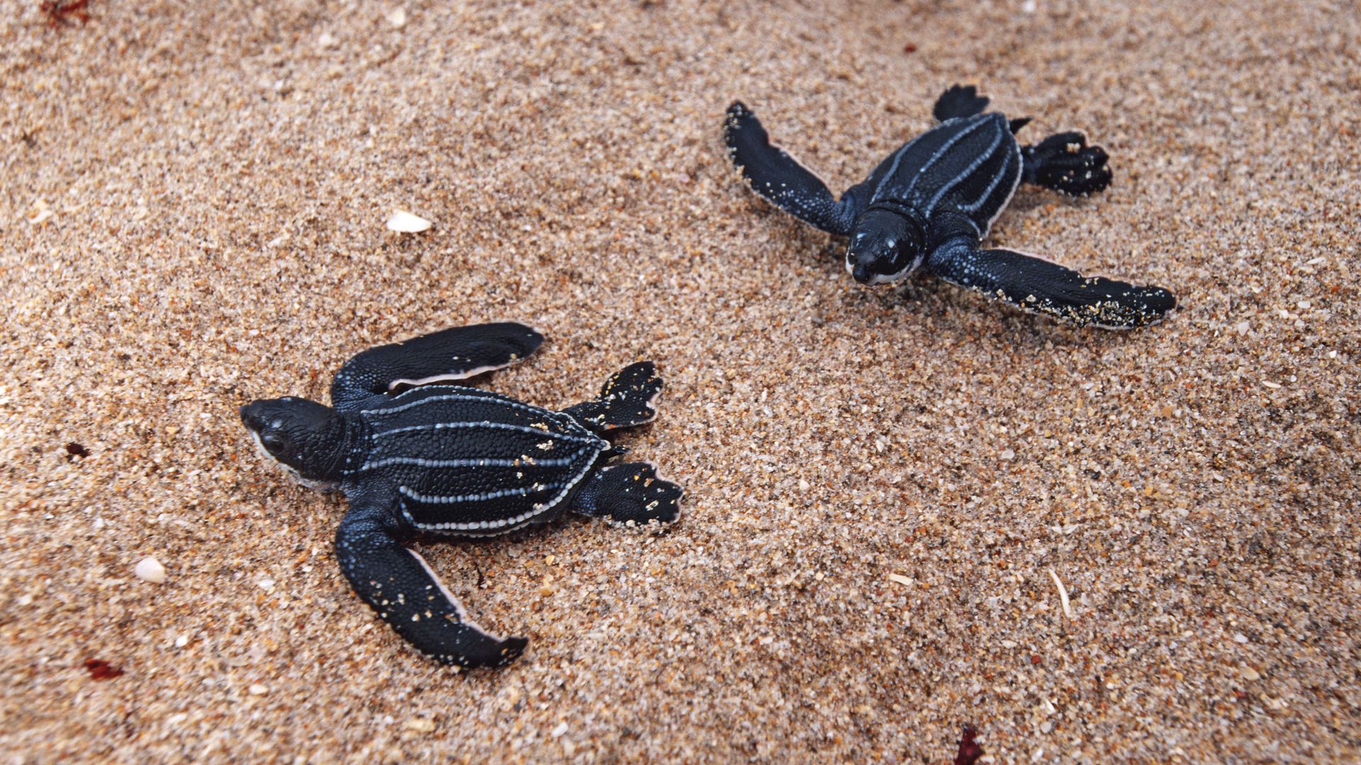 Two small, dark sea turtles crawl on sand.
