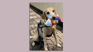eebbers the cutest security dog ​​in the world