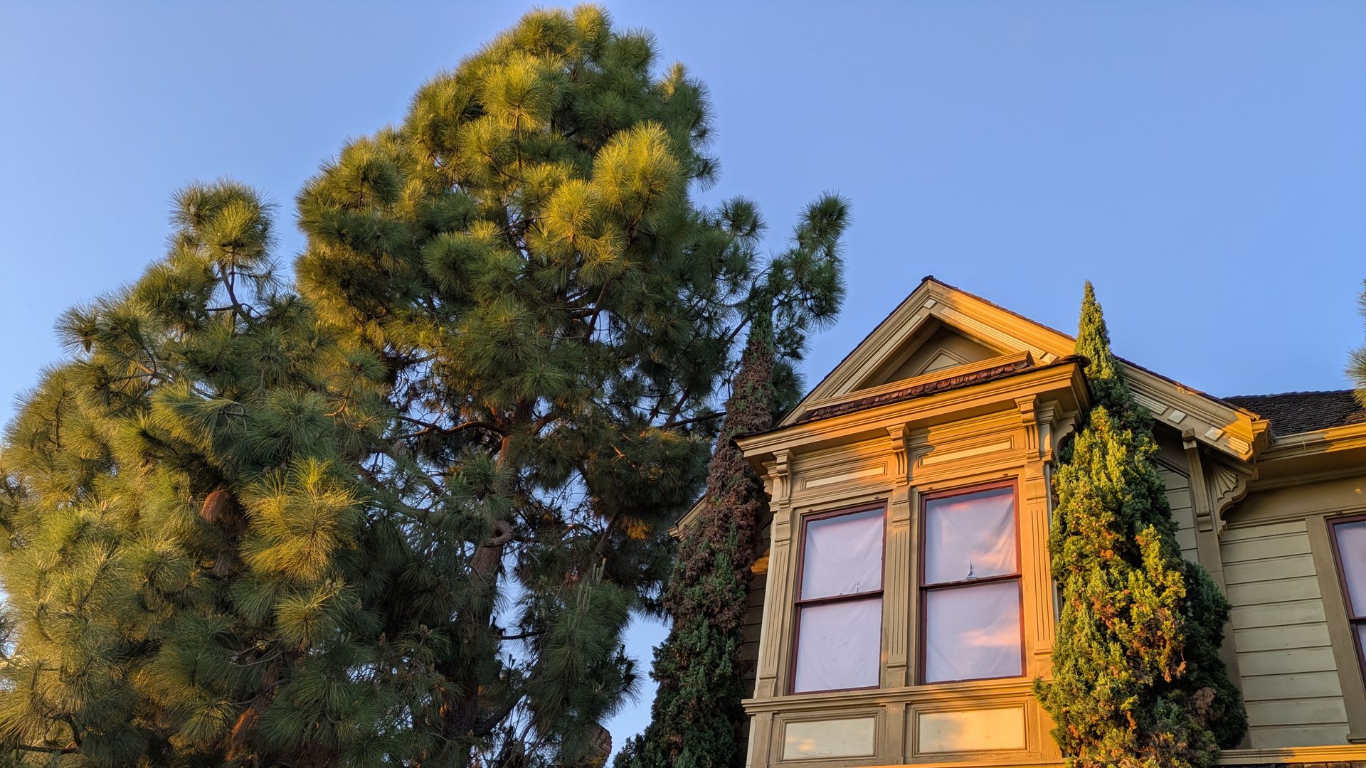 Sunlit beige Victorian-style house with ornate trim and tall bay windows, flanked by evergreen trees; a large pine dominates the left, under a clear blue sky.