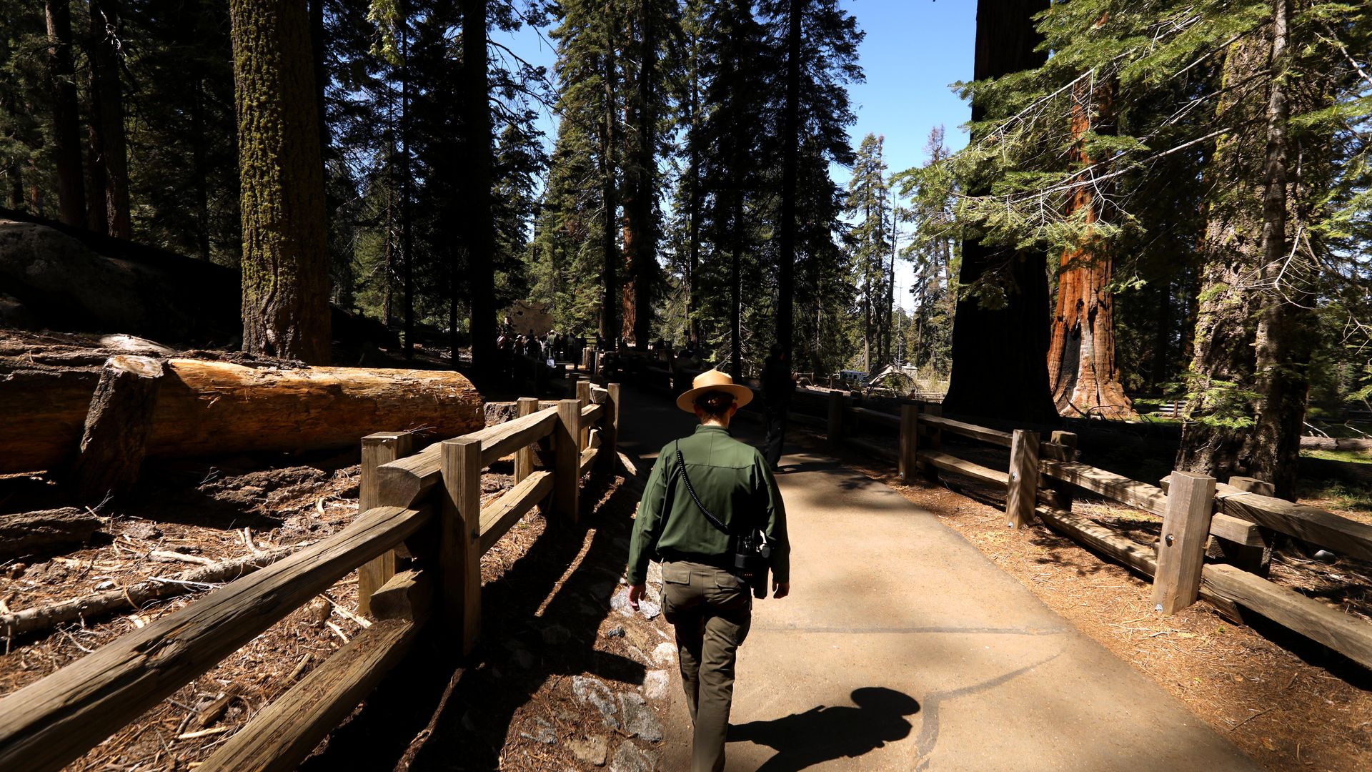 A National Park Service ranger walks on a path through a grove of Sequoia trees in Sequoia National Park. 