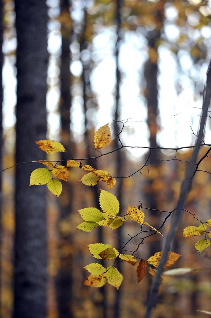 Oaks Springs-Girl Scouts_10 (1)