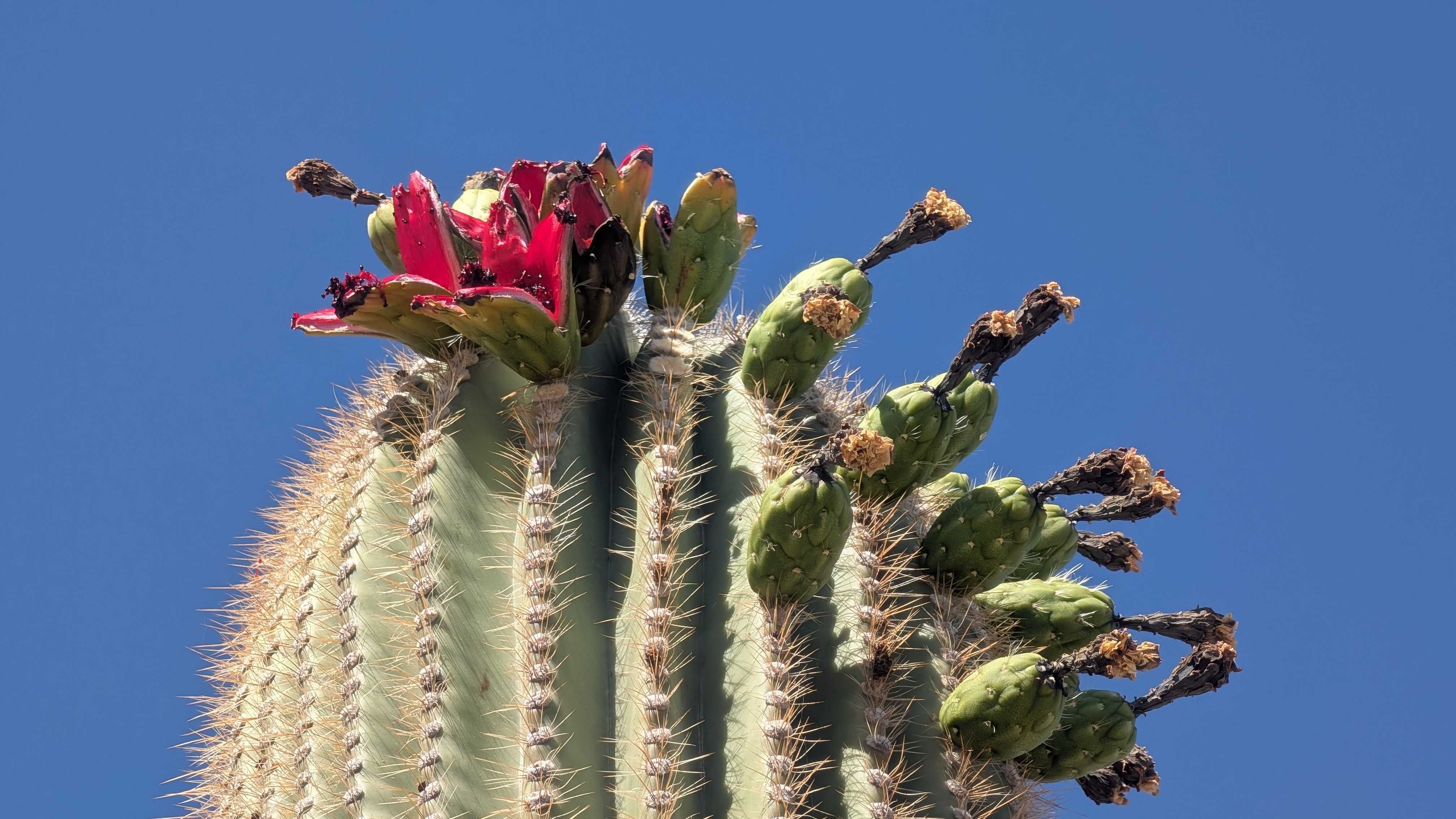 Close-up of a tall saguaro cactus crown with red flowers and green buds, sharp white spines along ribbed columns, set against a clear blue sky.