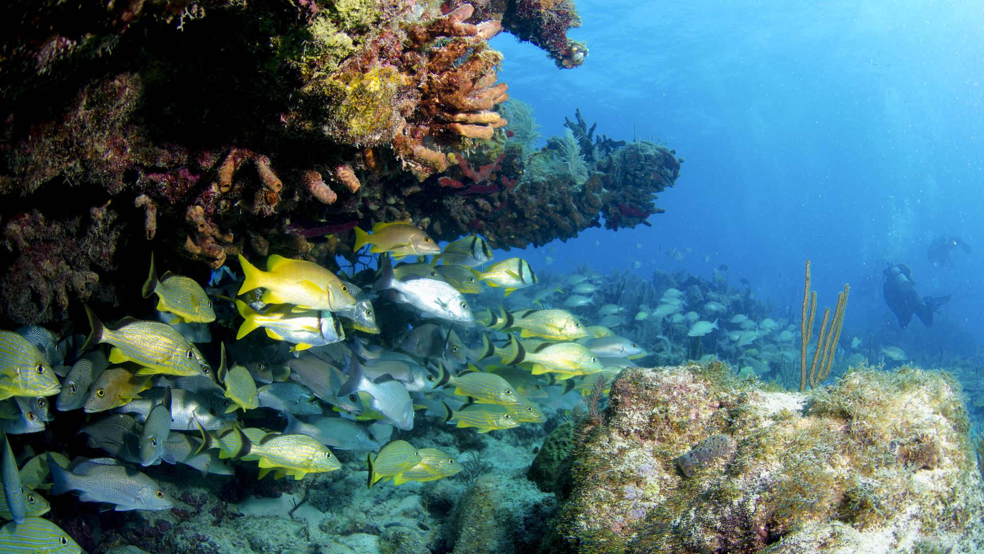 A school of snapper in the Florida Keys.