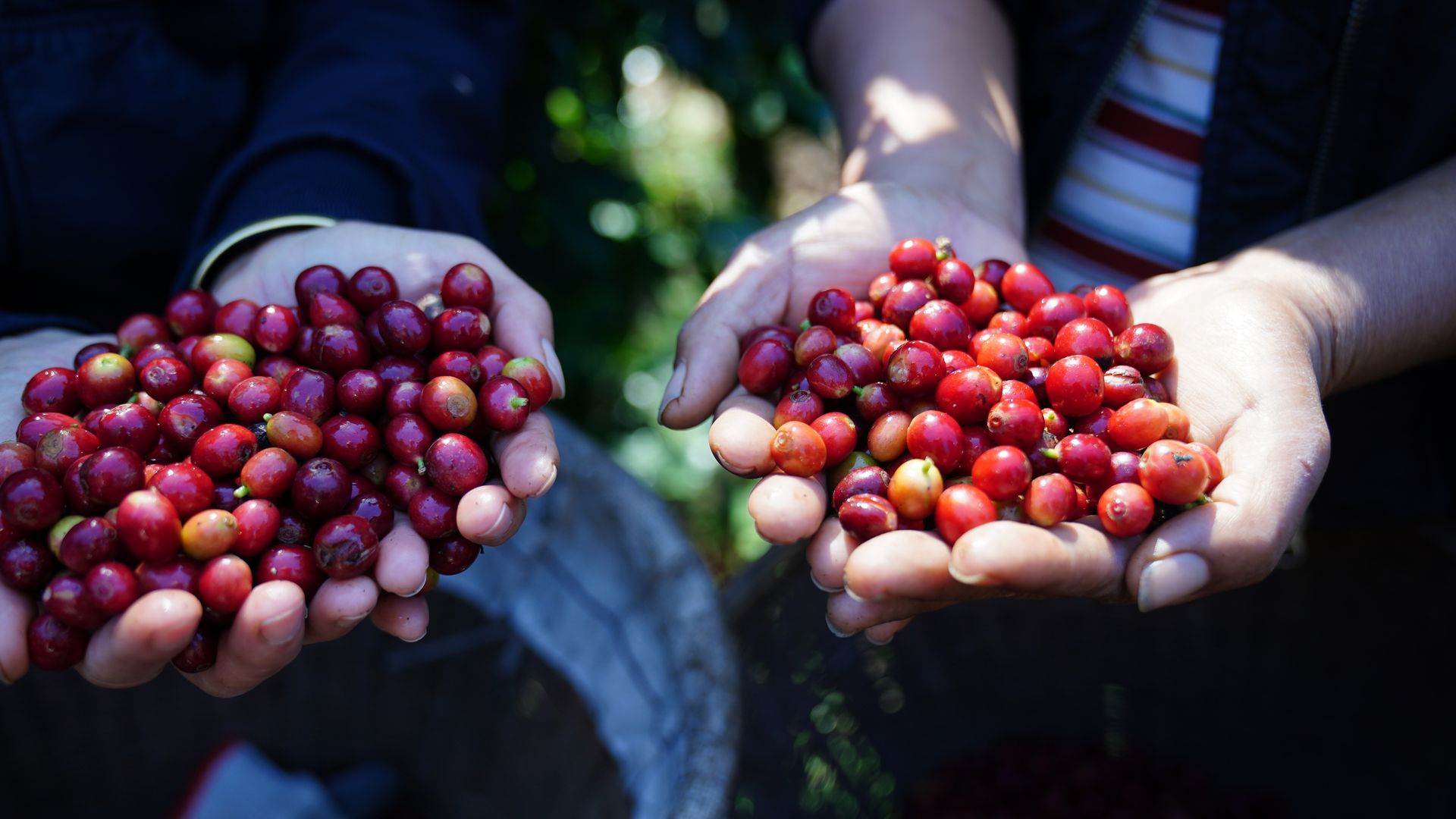 Two sets of hands holding mounds of red coffee berries. 
