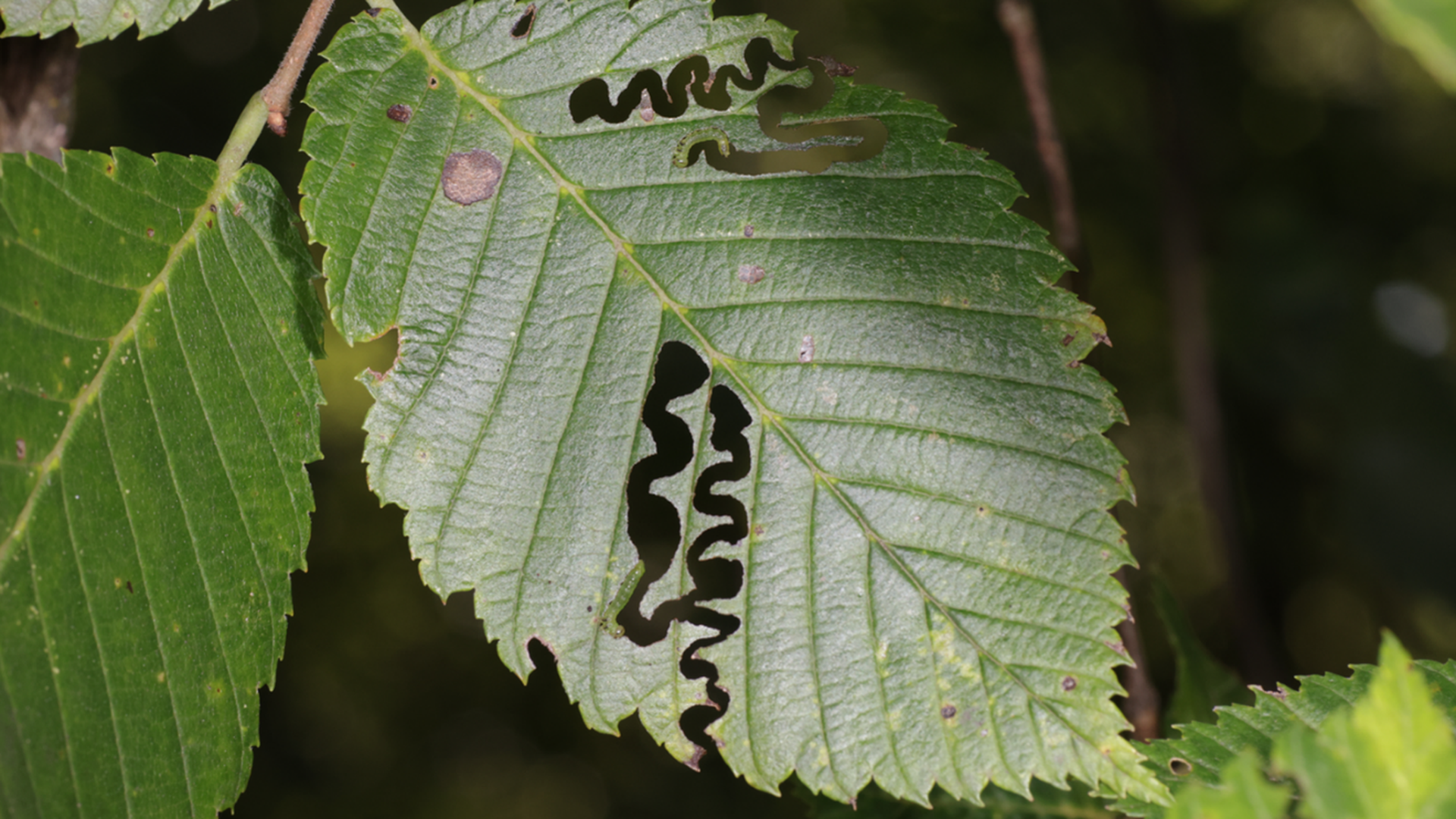 A leaf with zigzag defoliation patterns caused by an invasive insect. 