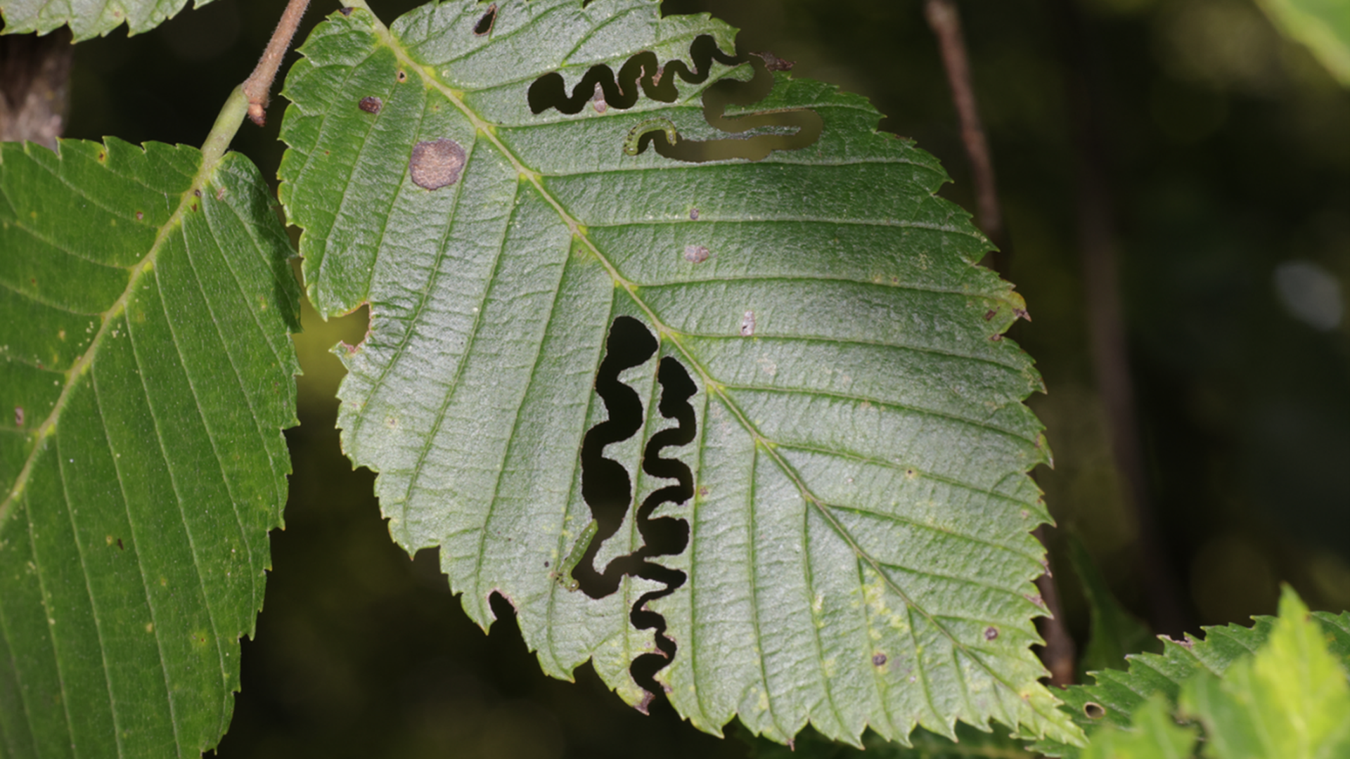 A leaf with zigzag defoliation patterns caused by an invasive insect.