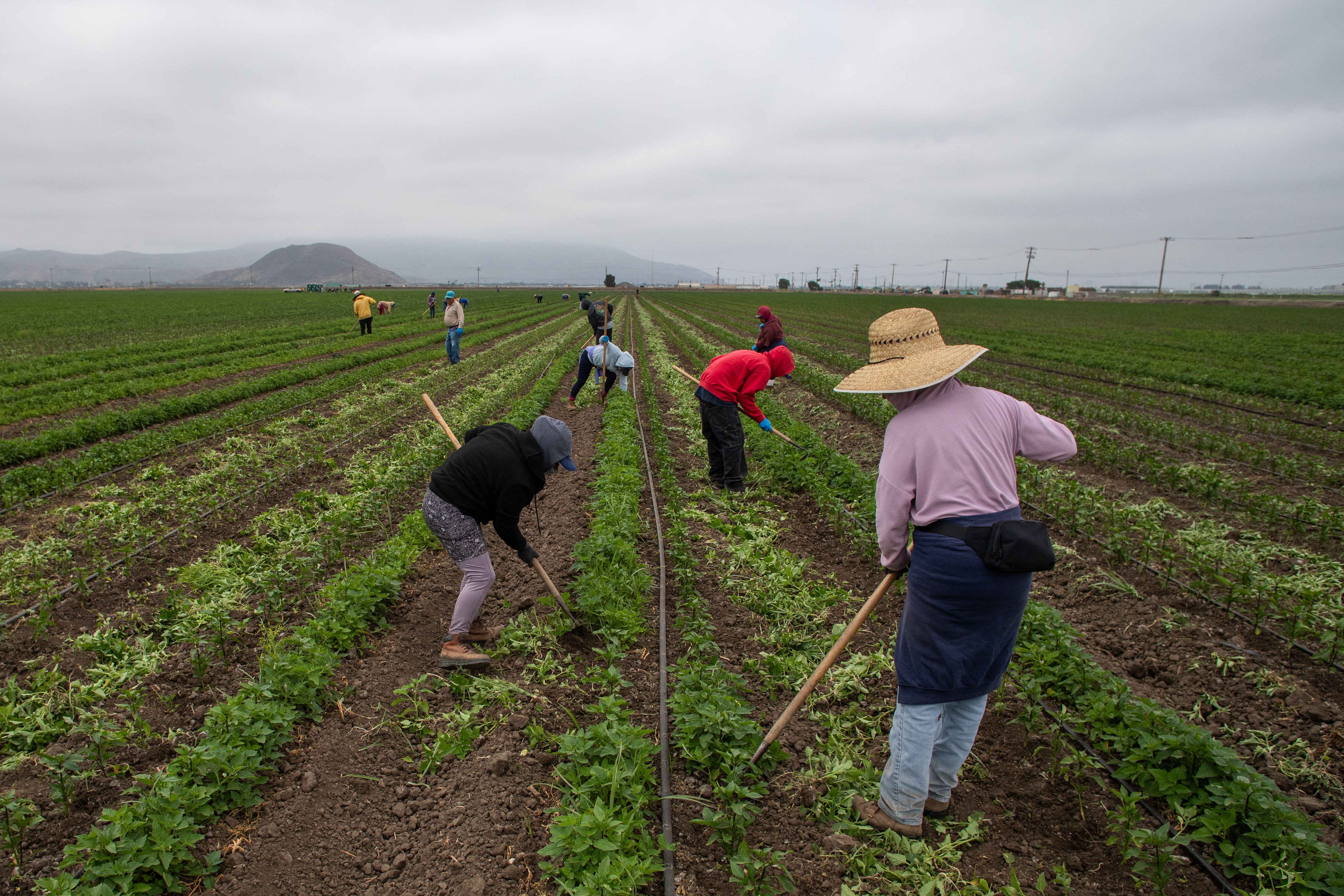 Farmworkers