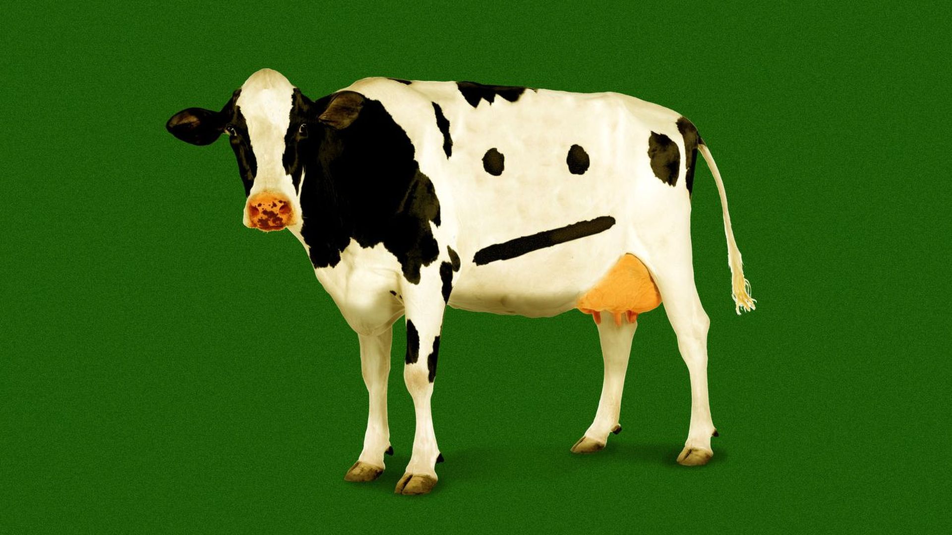 Cow illustration