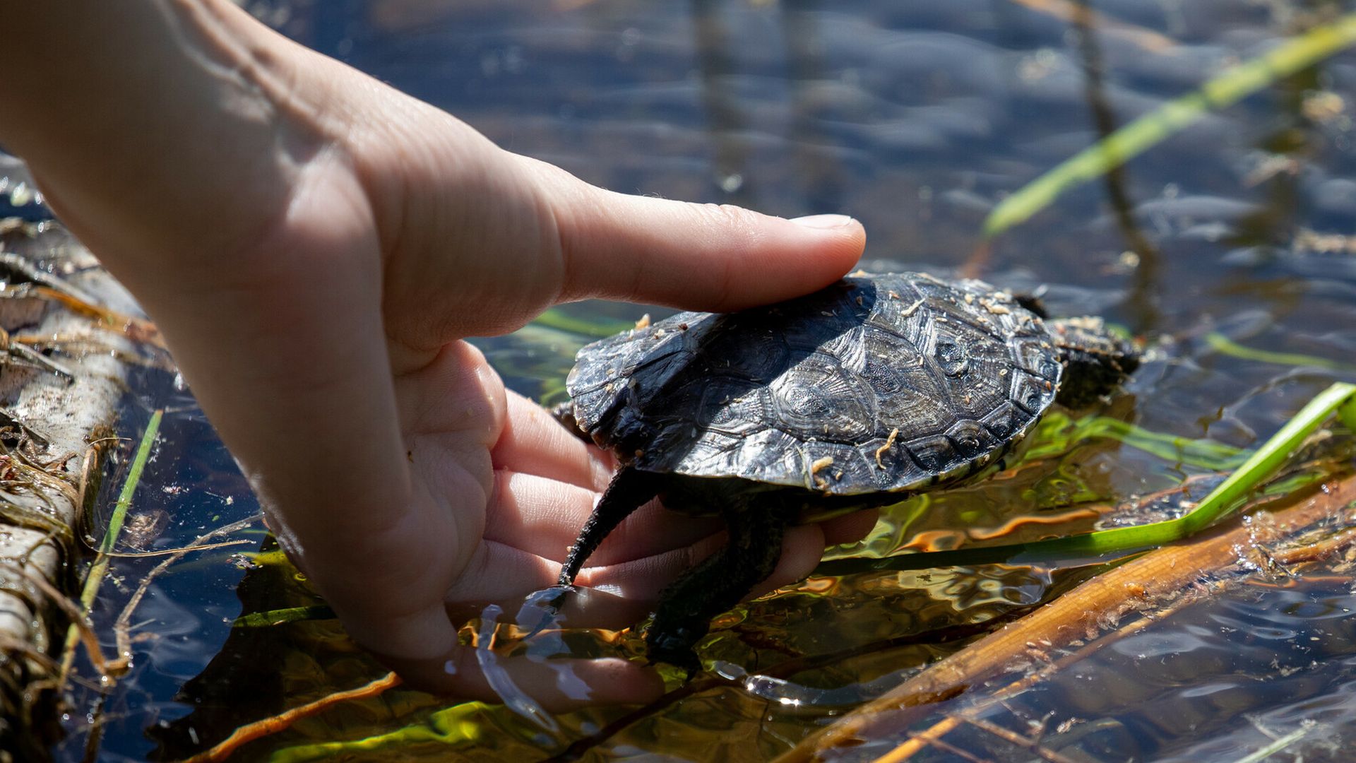 An endangered Washington state turtle is released into the wild. 