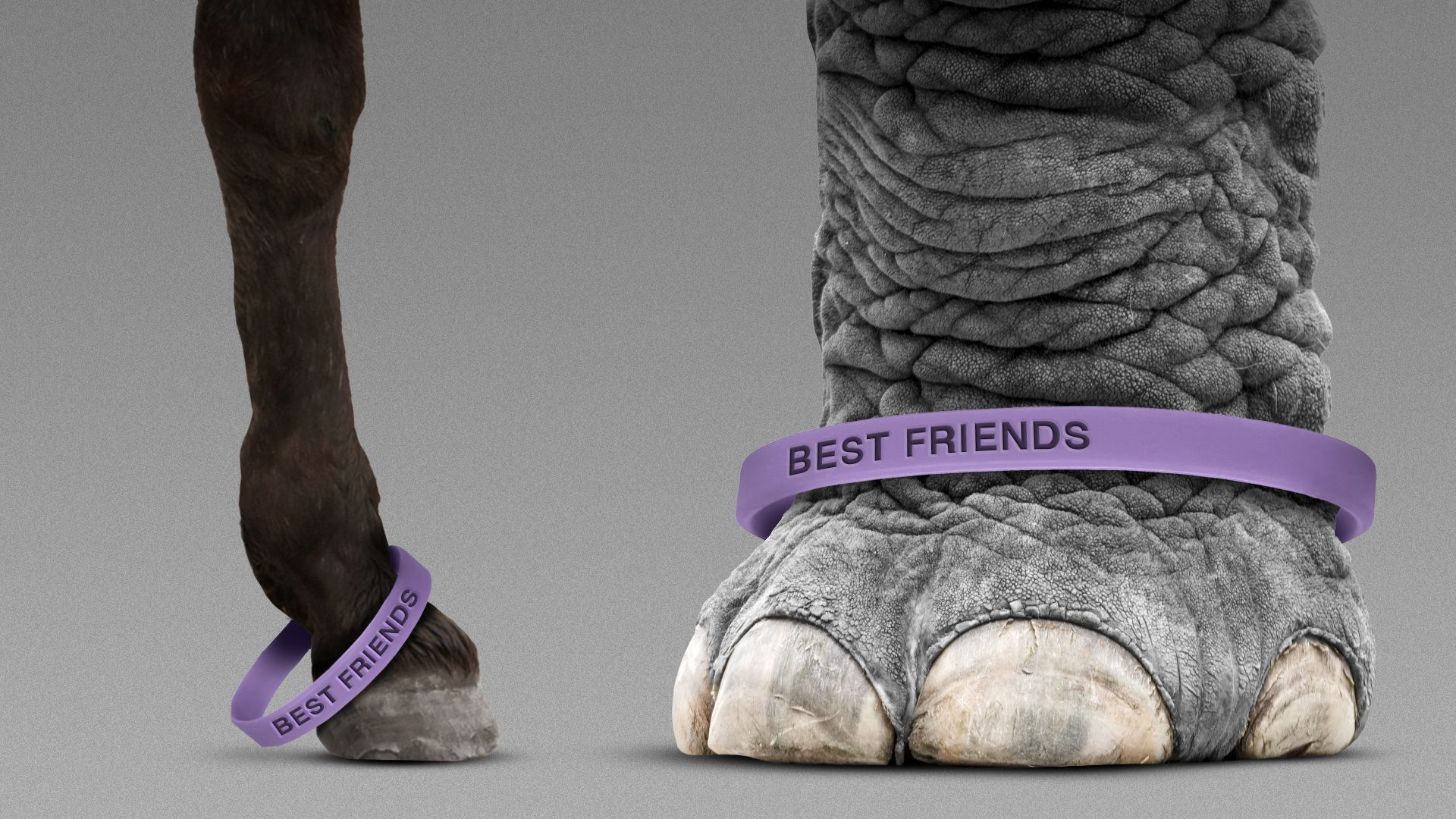 Illustration of a donkey leg and elephant leg wearing "Best Friend" bracelets.