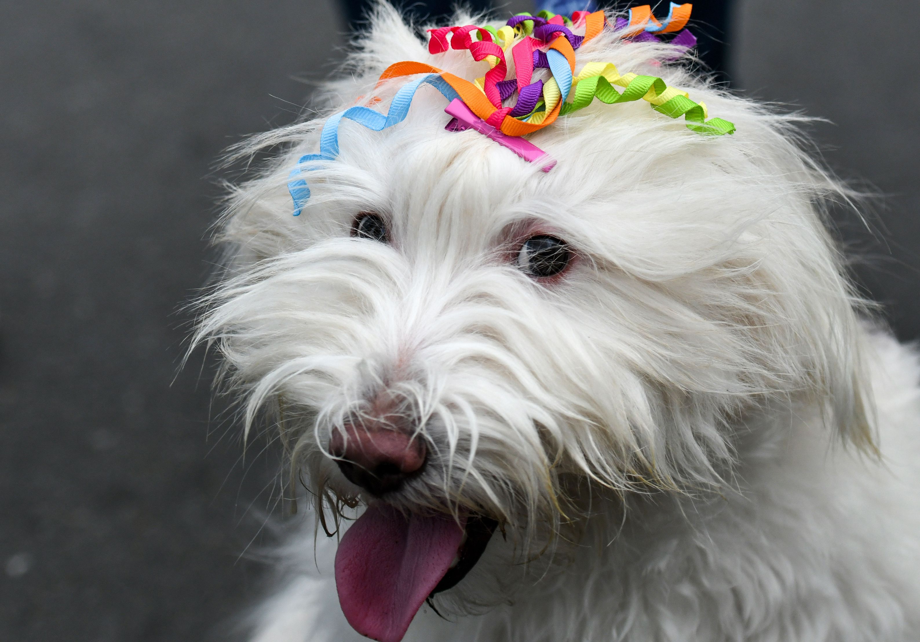 A dog has been decorated with rainbow color ribbons during a pride parade of the lesbian, gay, bisexual, transgender (LGBT) community in Chennai on June 30.