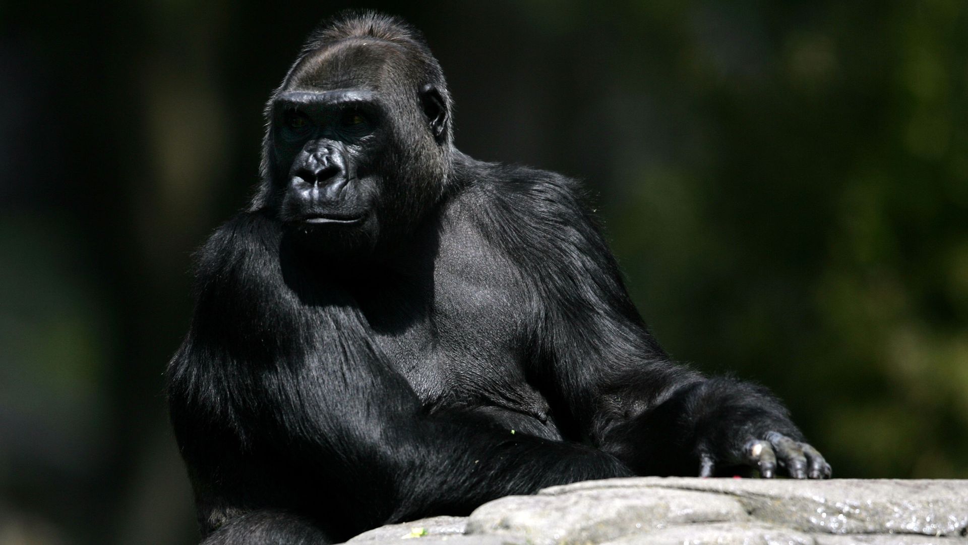 A Western Lowland Gorilla, 