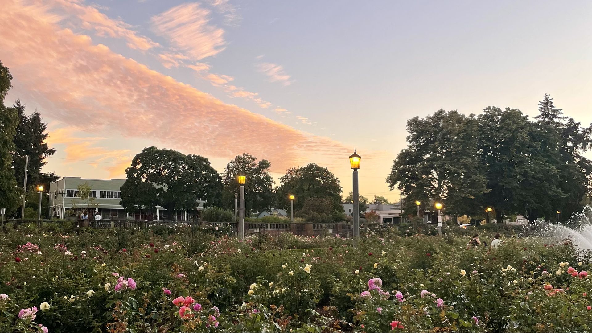 Sunset over a garden with blooming pink, red, and white roses, tall street lamps glowing yellow, large trees, a fountain spraying water, and a few people near the fountain.