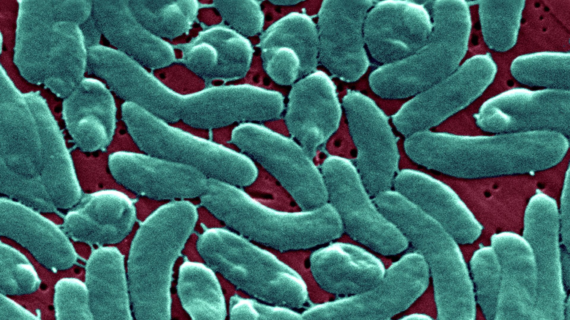 A photo of microscopic bacteria in blue.