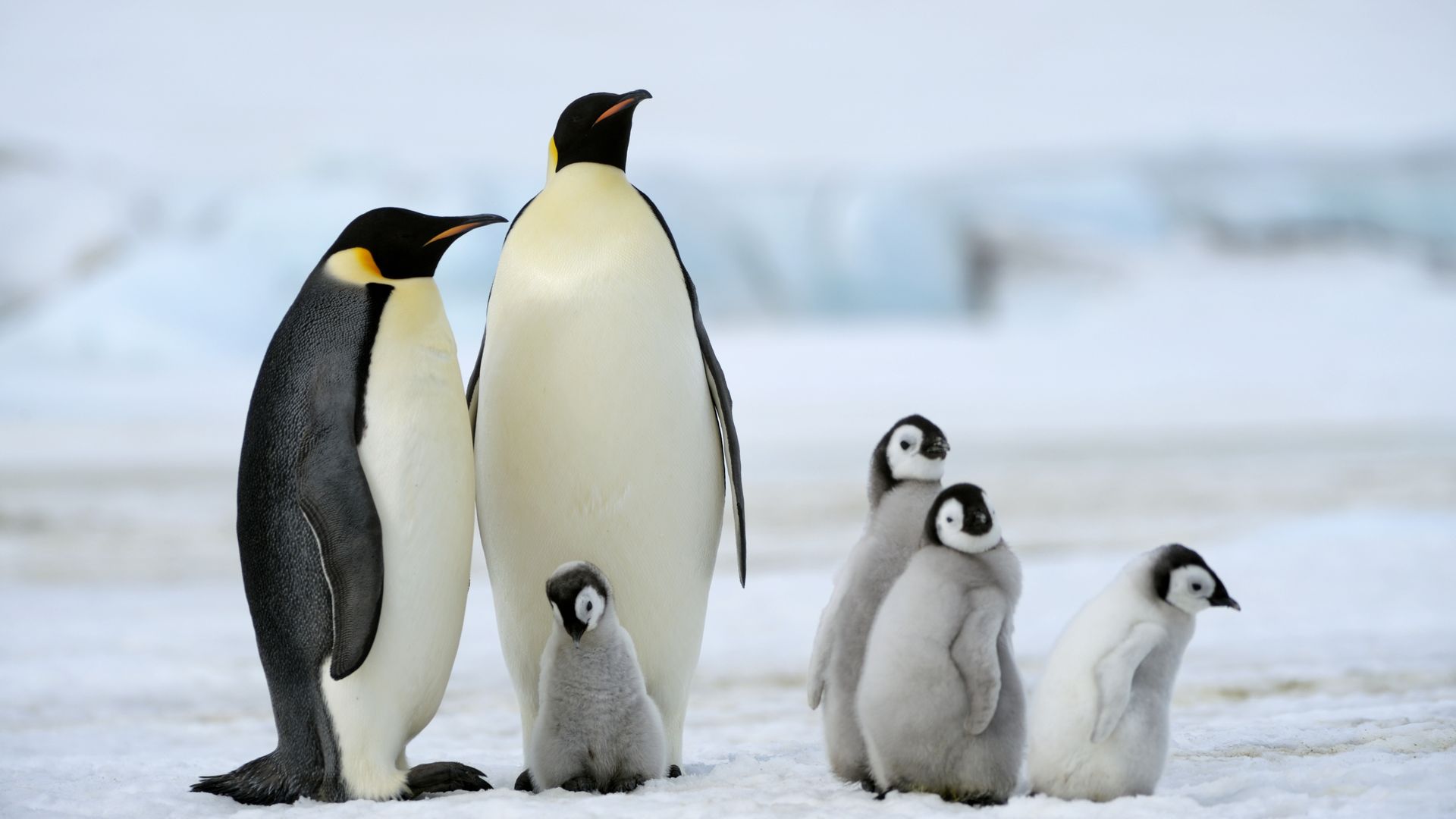 Scientists have announced a "catastrophic" breeding failure at one of world’s largest emperor penguin colonies.