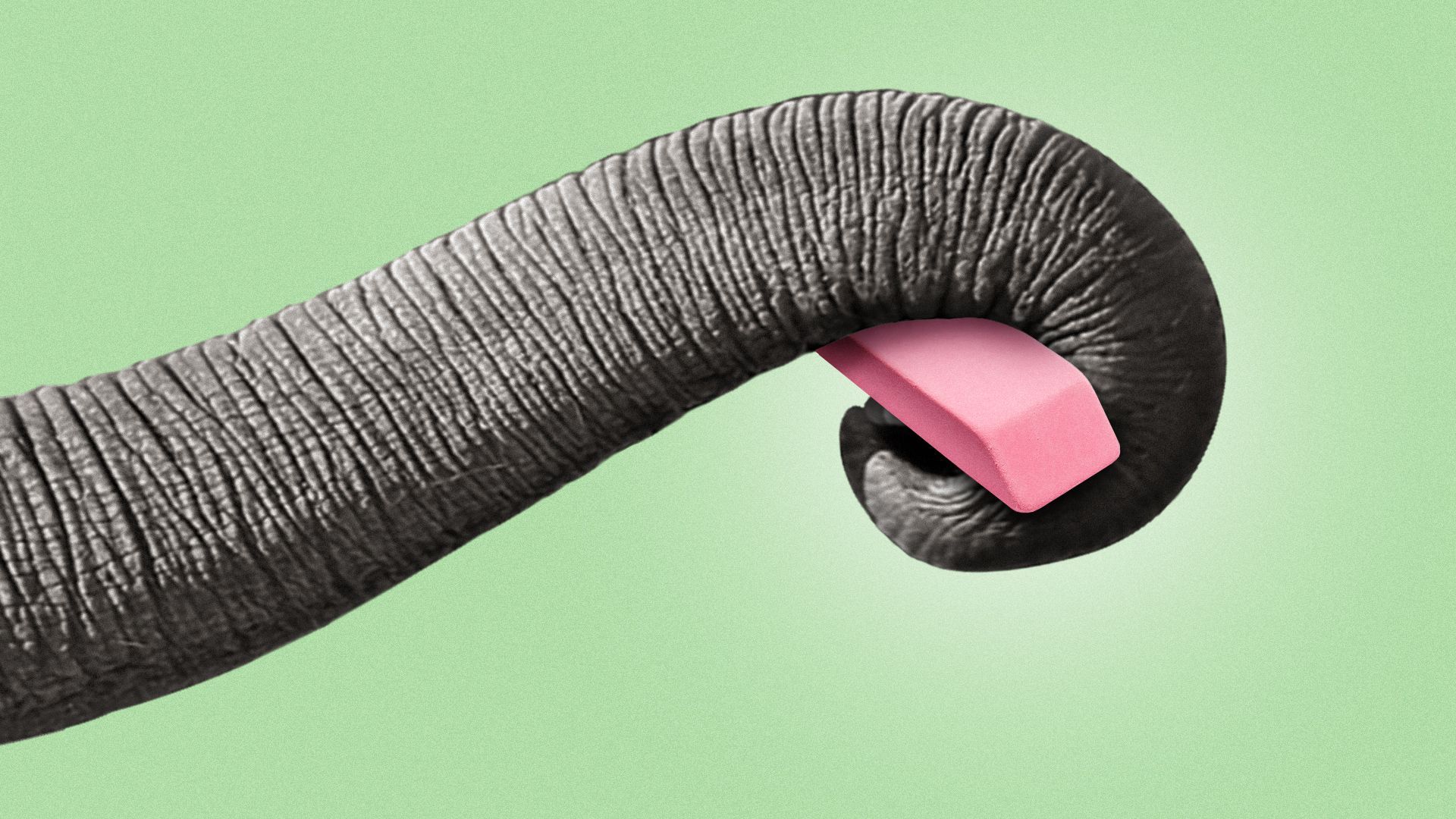 Illustration of an elephant trunk holding a pink rubber eraser.