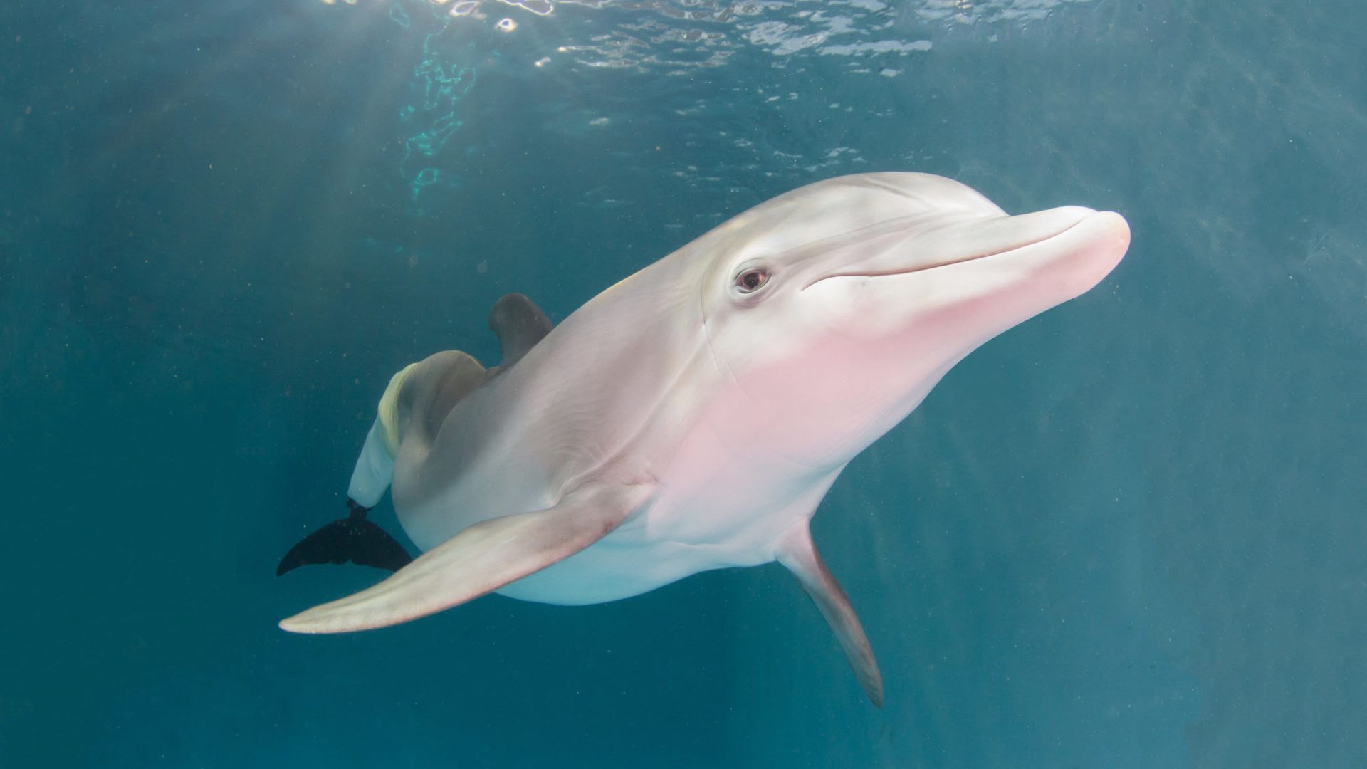 An image of Winter the dolphin looking into the camera. 