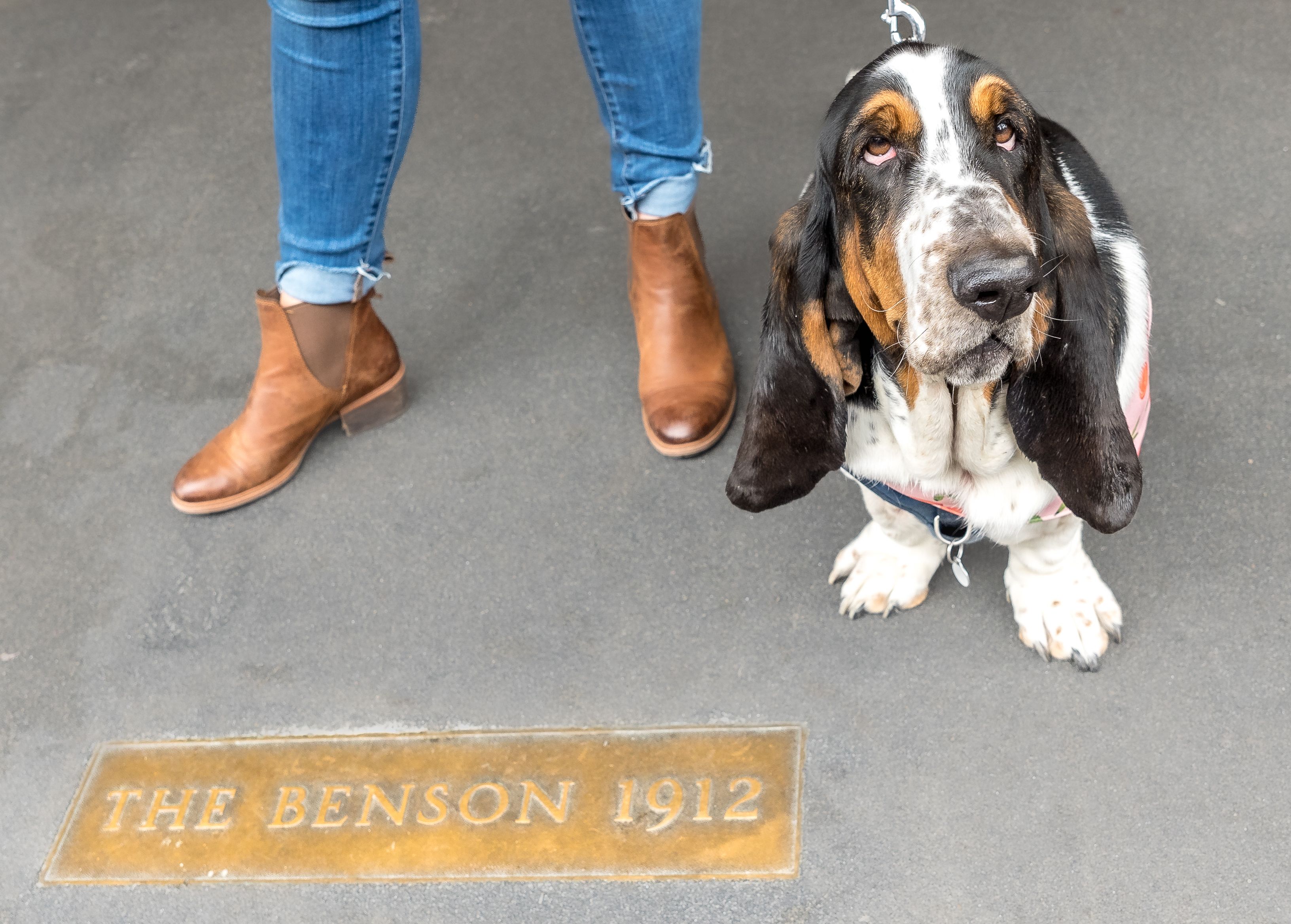 A basset hound near a brass sign embedded in the sidewalk that says The Benson 1912