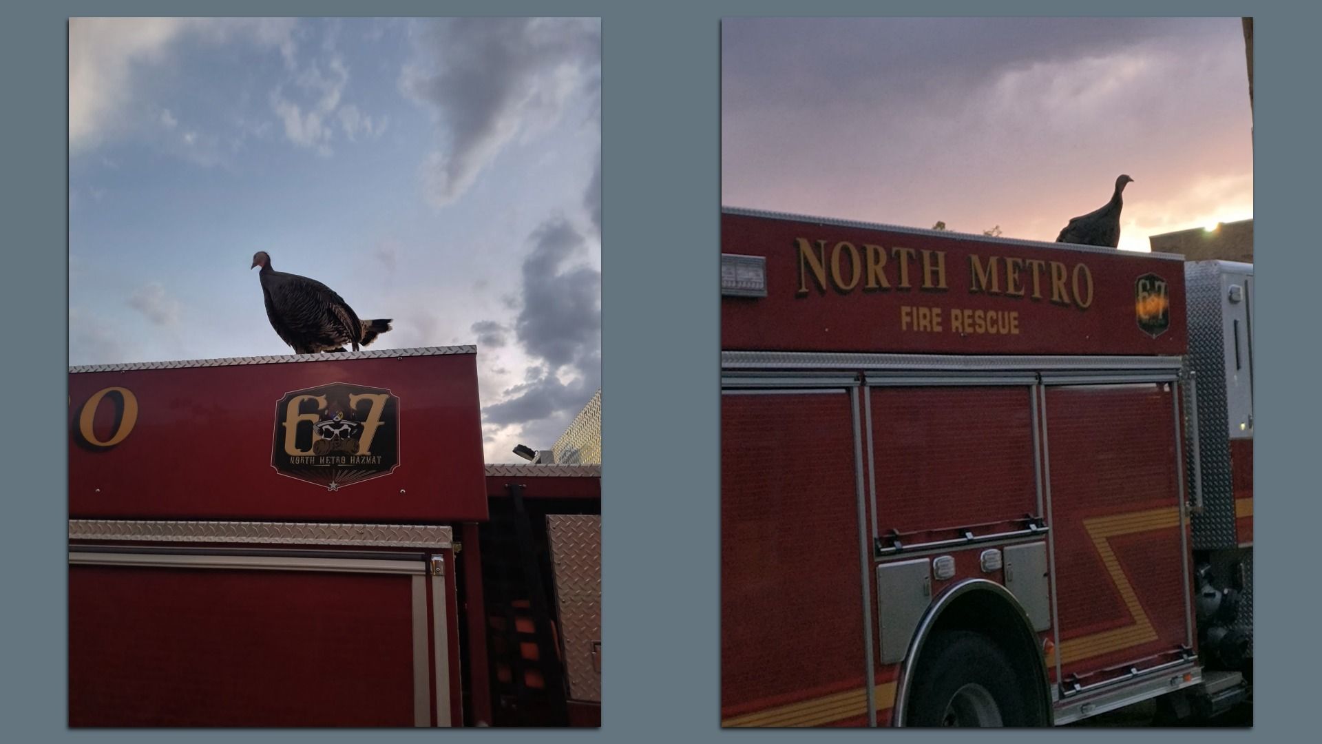 Two photos side by side of a turkey vulture perched on red fire trucks. Left: vulture on a hazmat unit with cloudy blue sky. Right: vulture atop a North Metro Fire Rescue engine at sunset.