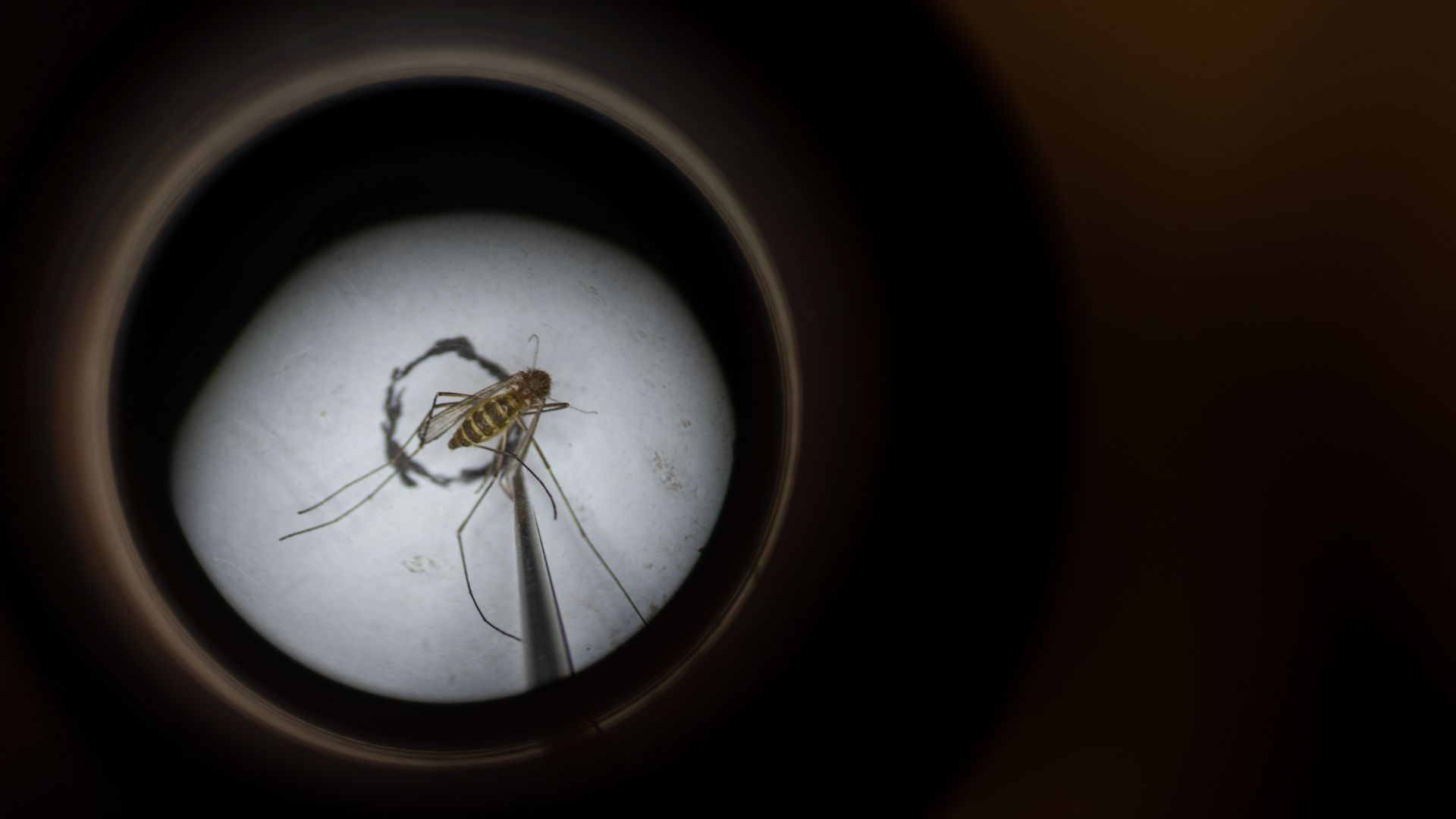 Photo of a mosquito in a cup