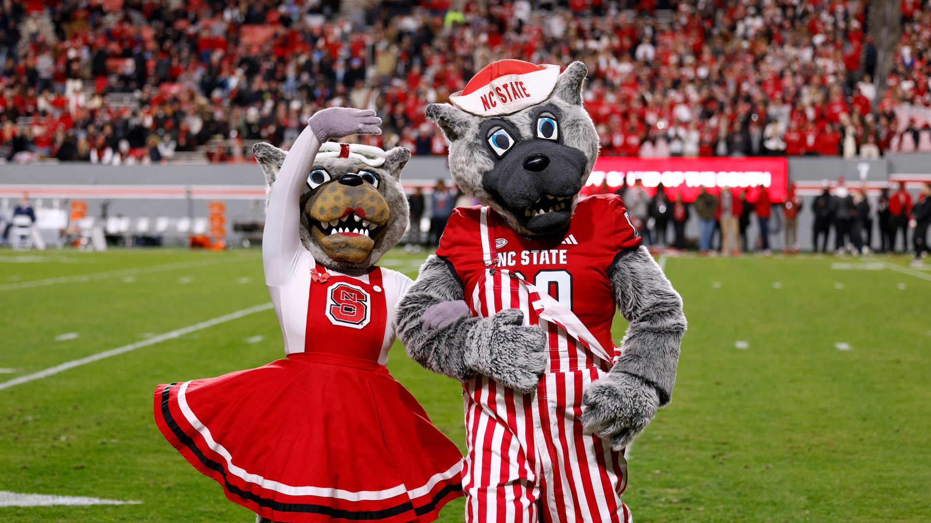 Ms. Wuf and Mr. Wuf, mascots of the NC State Wolfpack, perform during the game against the North Carolina Tar Heels at Carter-Finley Stadium on November 25, 2023 in Raleigh, North Carolina. NC State won 39-20. (Photo by Lance King/Getty Images)