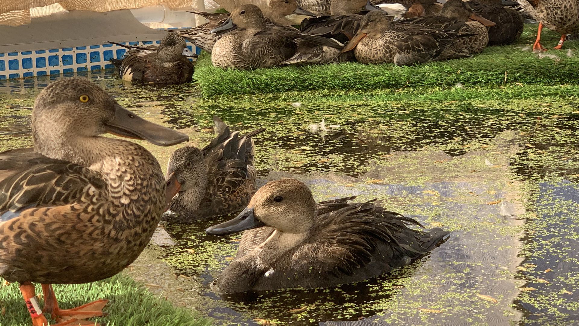Roughly a dozen birds are seen in a treatment facility, with some swimming in a shallow area of water and others sitting out of the water.