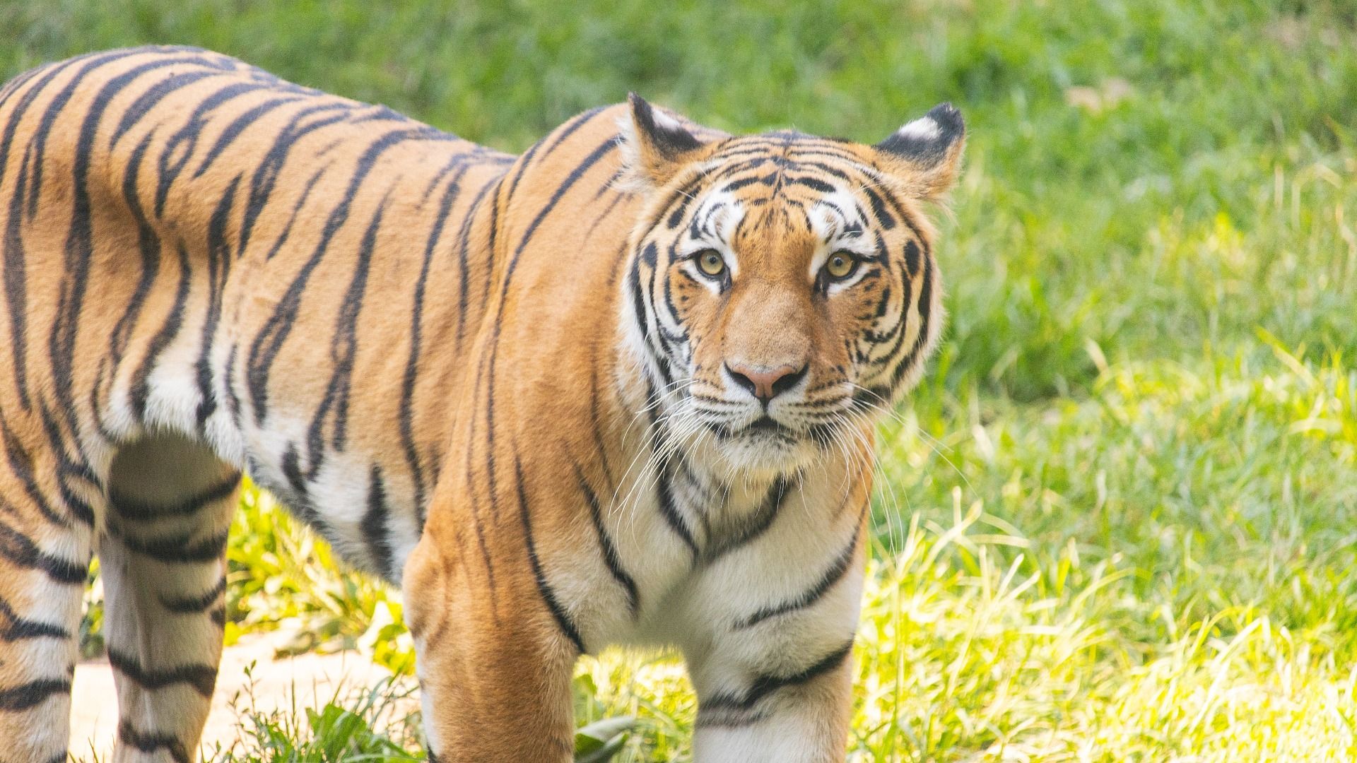 Close-up of a tiger with orange fur and black stripes standing on green grass, looking directly at the camera with alert eyes against a blurred green background.