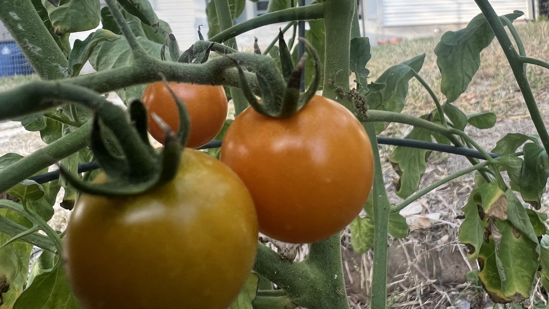 Close-up of a tomato plant with two ripe orange tomatoes on green vines. Fuzzy stems and leaves fill the frame; a house and dry yard are blurred in the background.