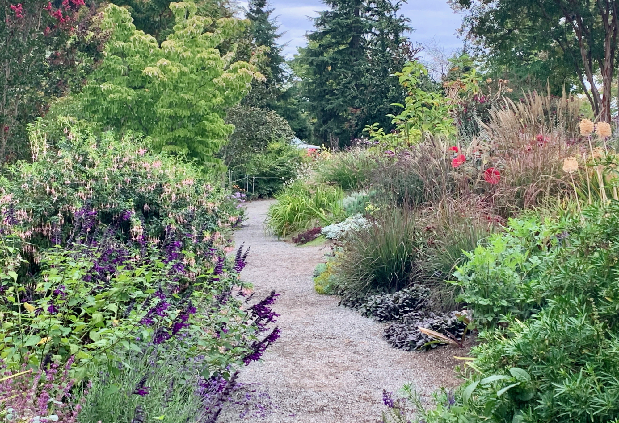 A garden path framed by green plants with flowers, some pink and some purple, with evergreen trees in the background.