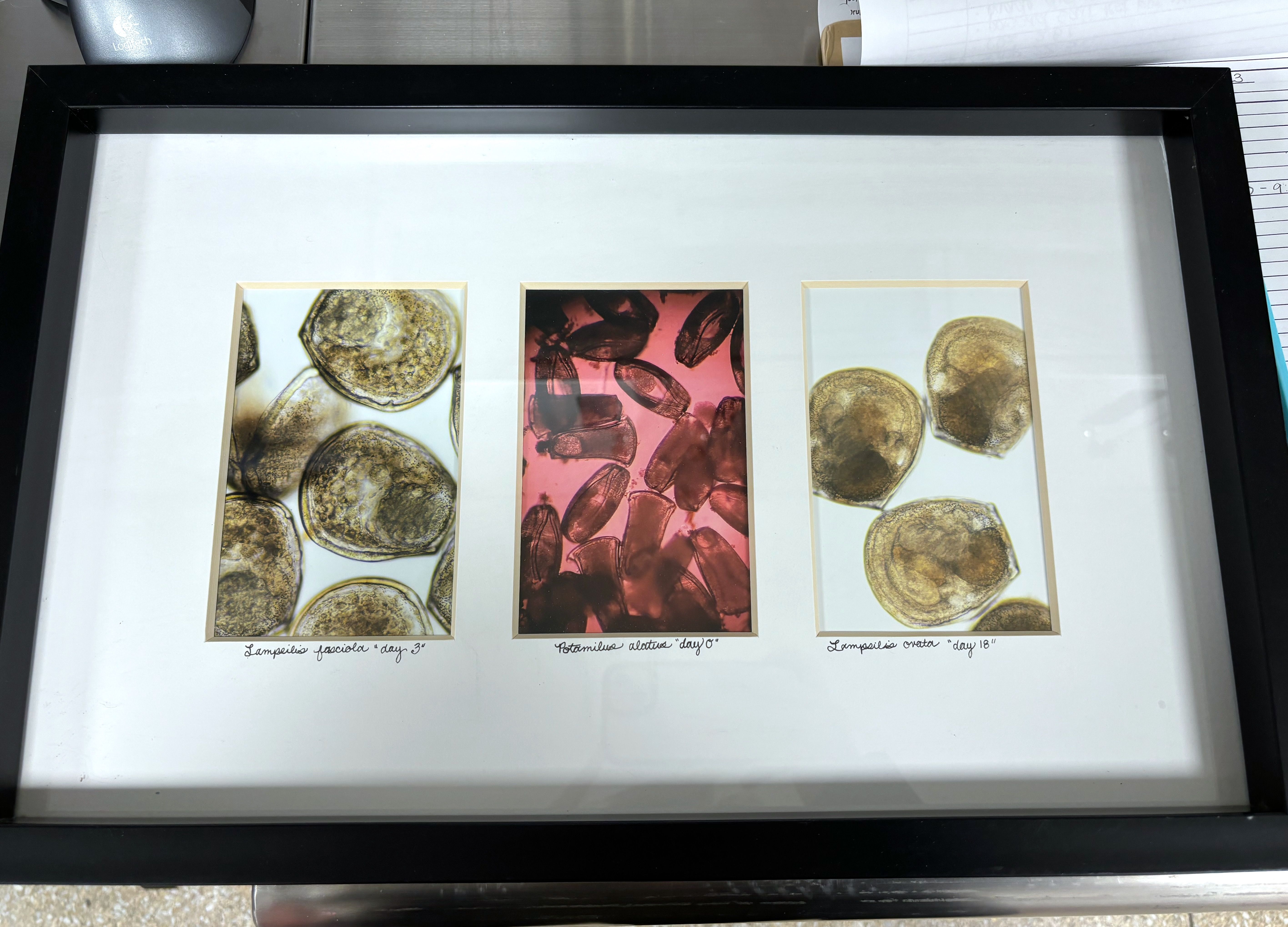 How Ohio is helping save freshwater mussels Axios Columbus