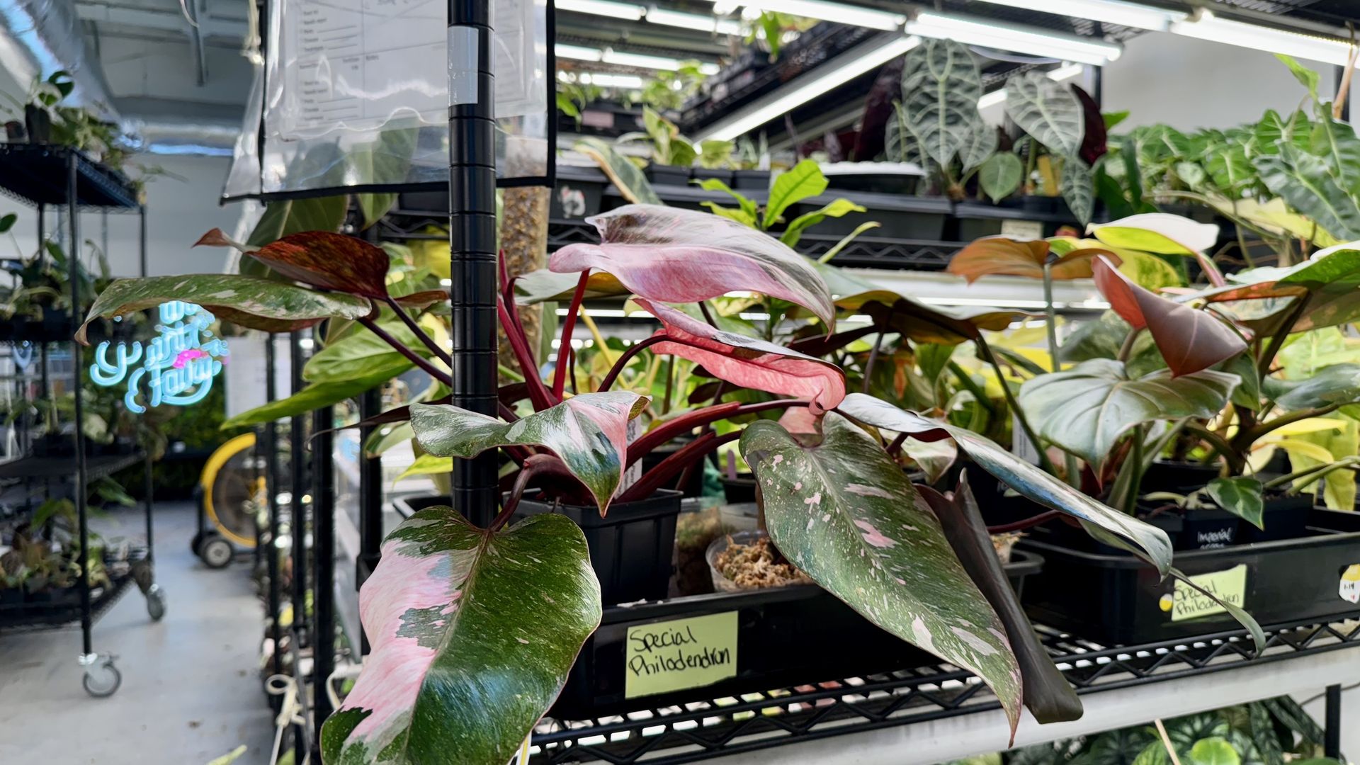 Plants in the Rare Plant Fairy warehouse