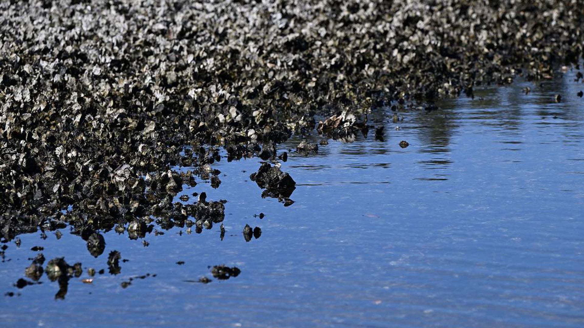 A bed of oysters in water.