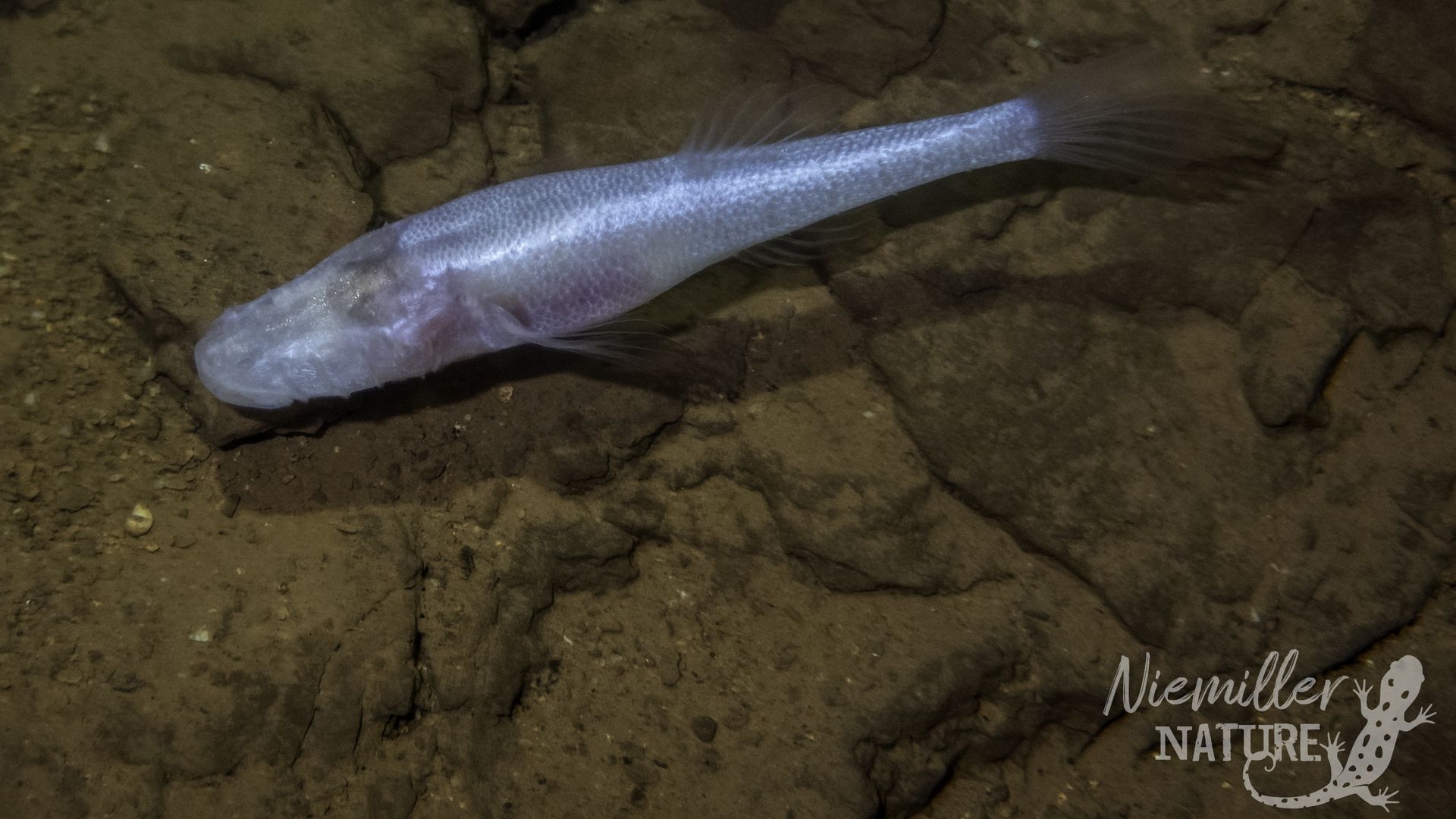 An elongated pale blue fish with small scales rests on a brown rocky cave floor, its slender body and fan-shaped tail visible as rough cave walls surround it.