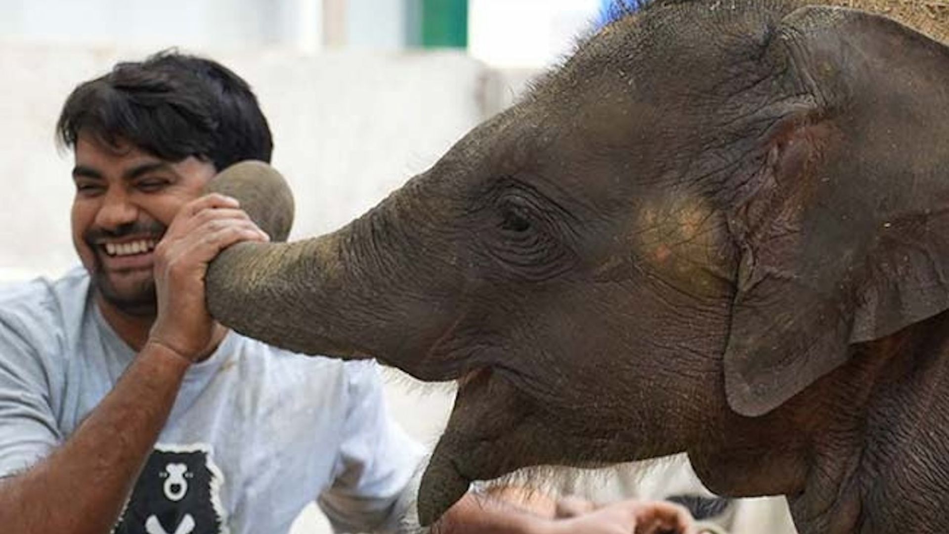 A baby elephant rubs a man's face with her trunk.