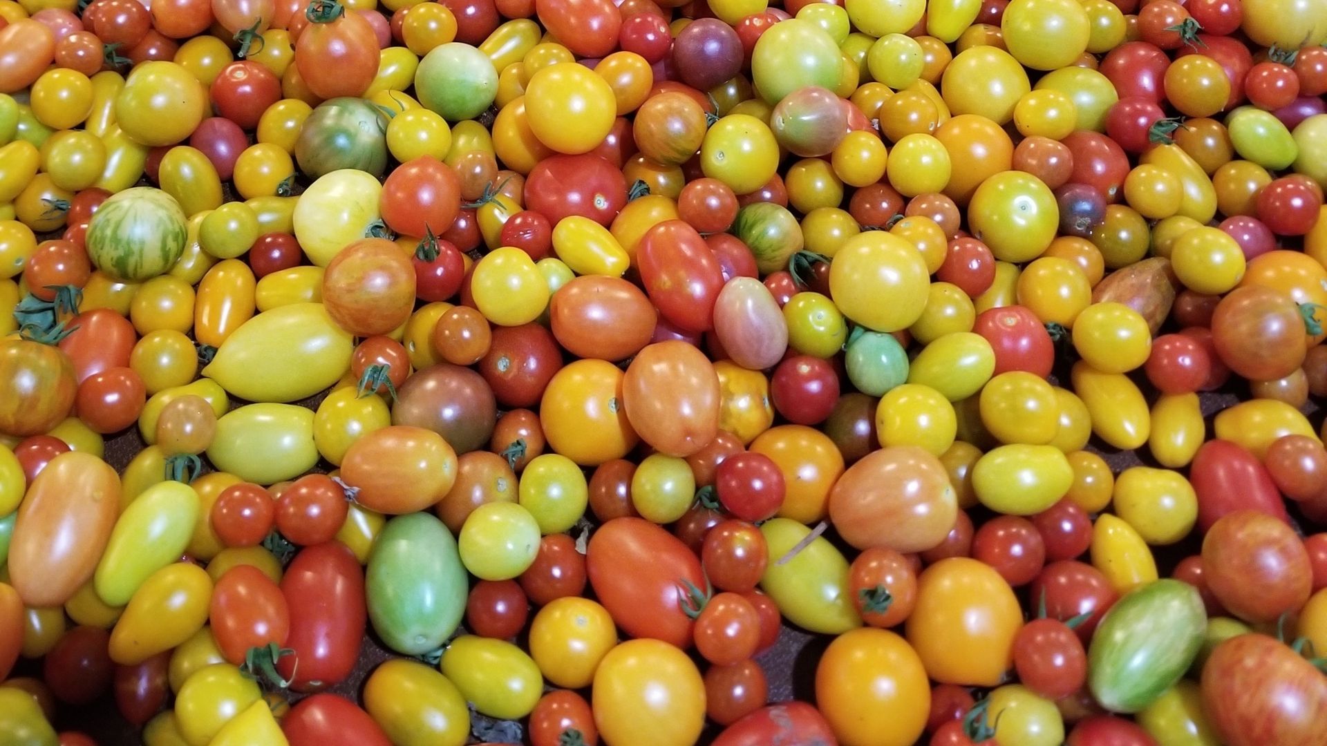 A billon little cherry tomatoes 