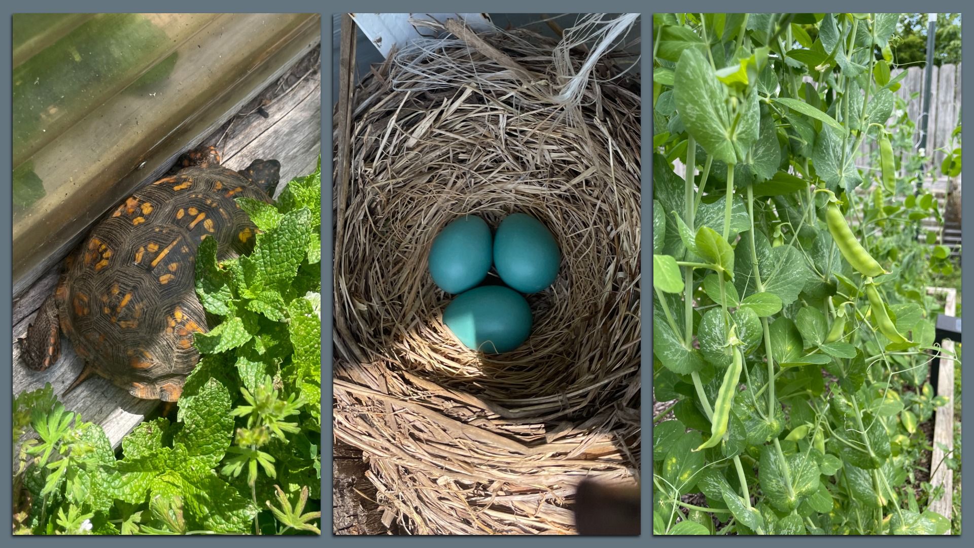 Triptych: left shows a turtle with orange markings beside mint on a weathered wooden deck; center is a nest with three turquoise eggs; right shows pea plants with green pods on a trellis.