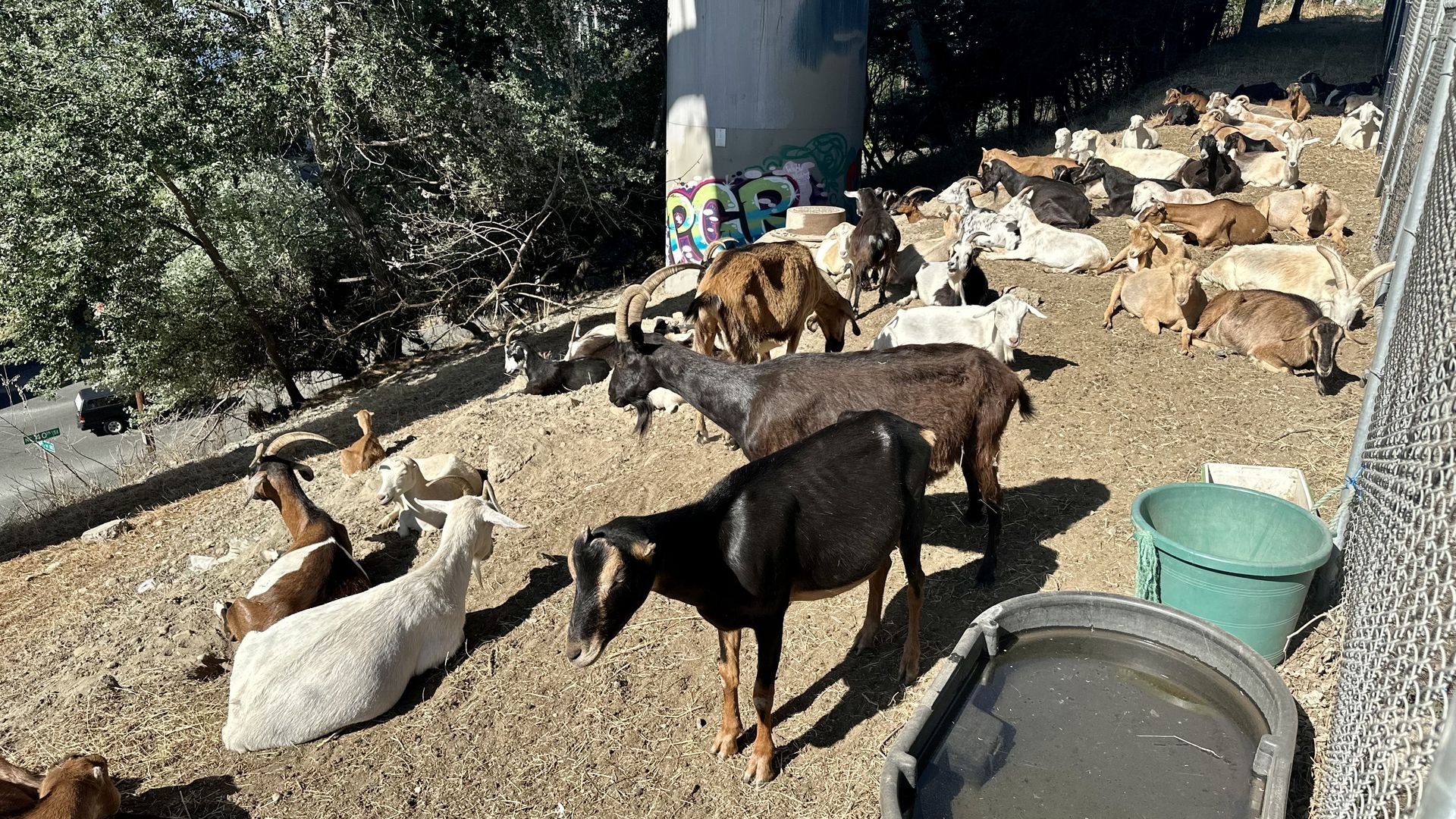 A herd of goats on the top of a hill next to a chain link fence, with some on their feet and others lying on the ground.