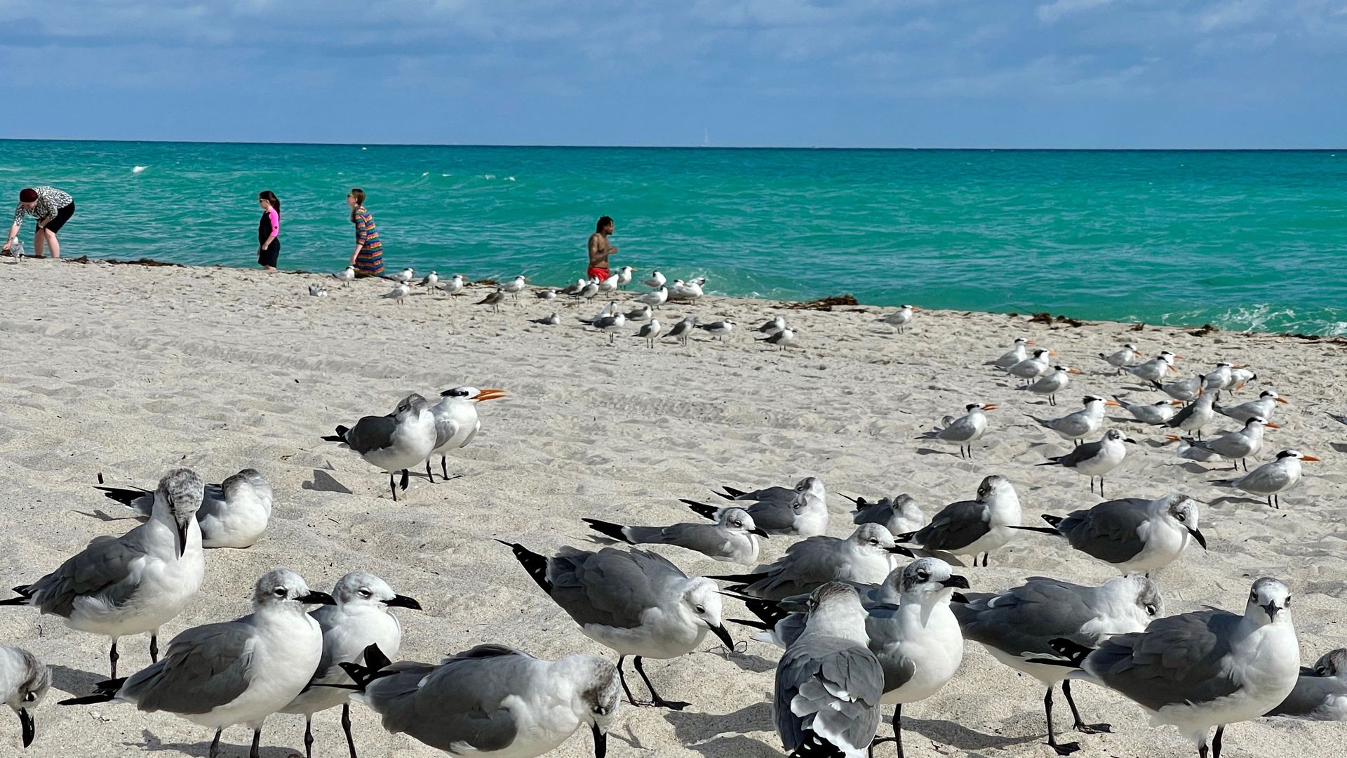 Seagulls on Miami Beach