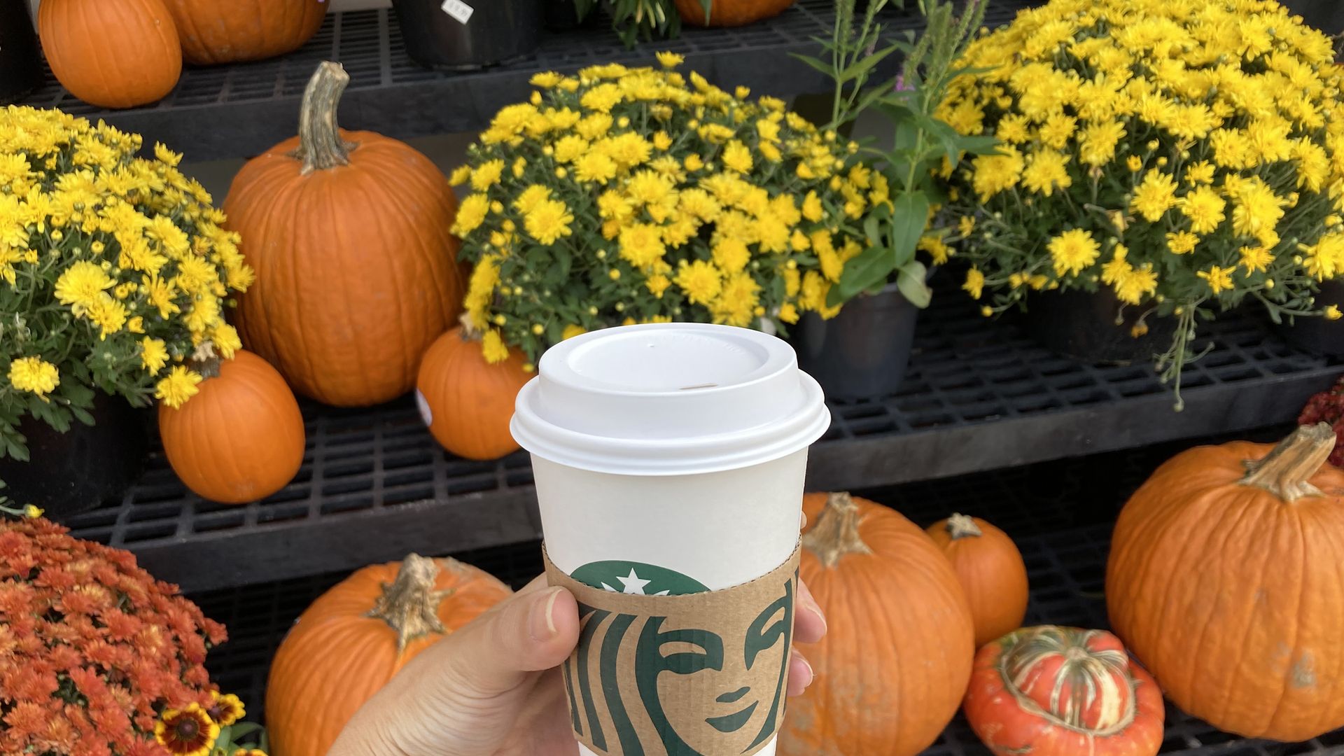 Hand holding a white Starbucks cup with a brown sleeve, surrounded by orange pumpkins and yellow and orange flowers on black shelves, suggesting an autumn setting.