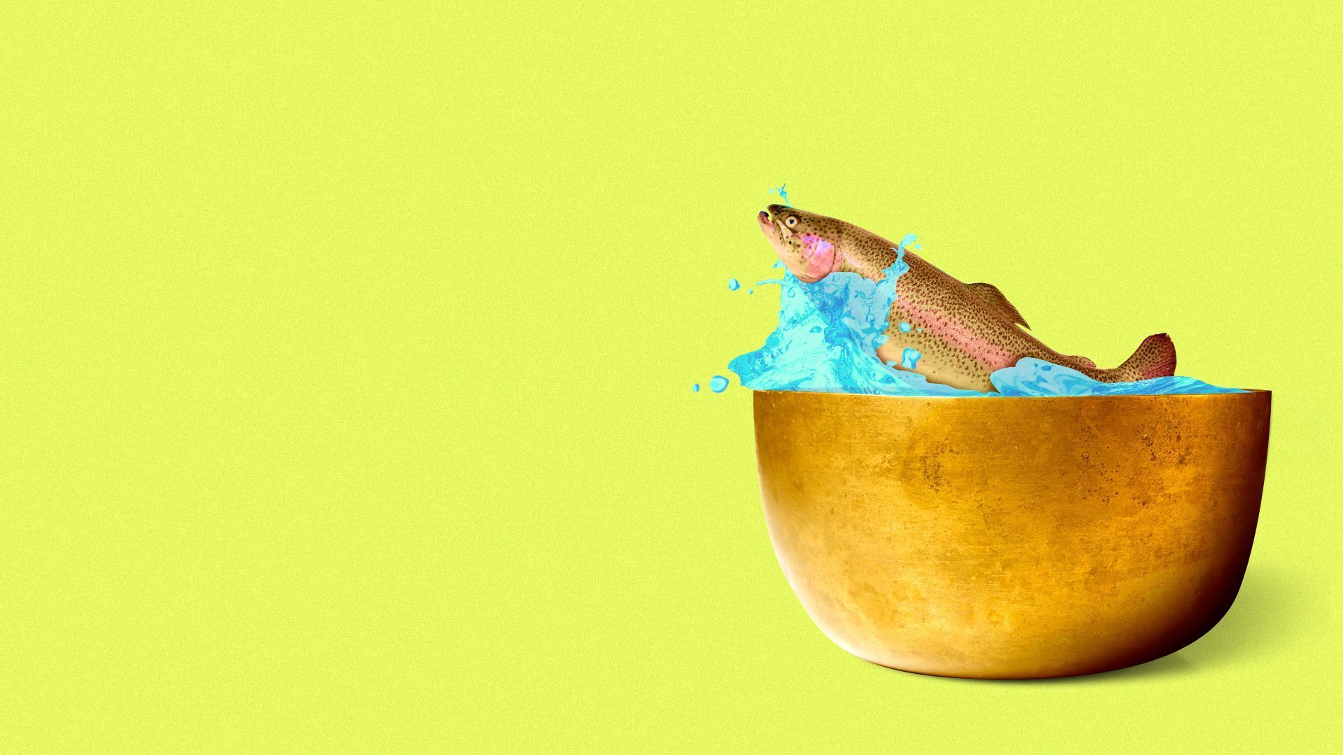 Illustration of a salmon jumping out of a copper bowl.