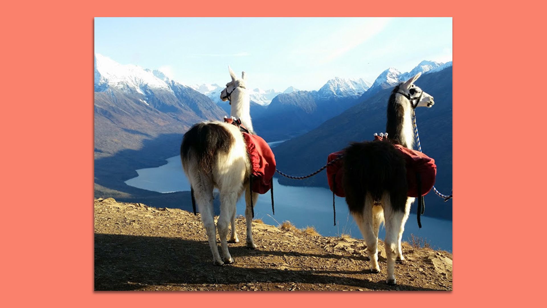 Two pack llamas look out on the Alaska wilderness.