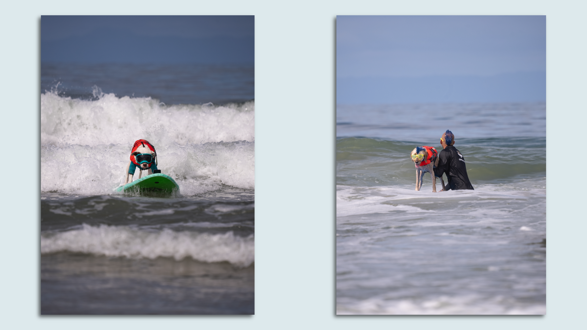 Dogs surf in Huntington Beach as part of the Purina Pro Plan Incredible Dog Challenge on June 23