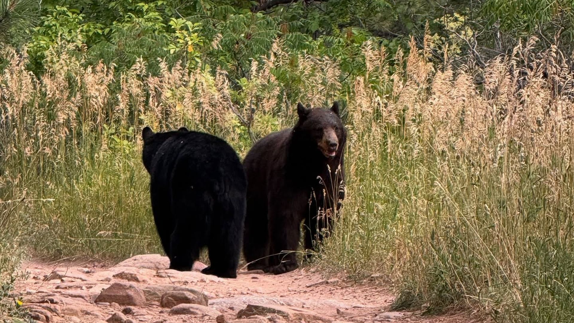 Two black bears on a rocky dirt path surrounded by tall green and dry beige grasses and foliage in a natural outdoor setting.