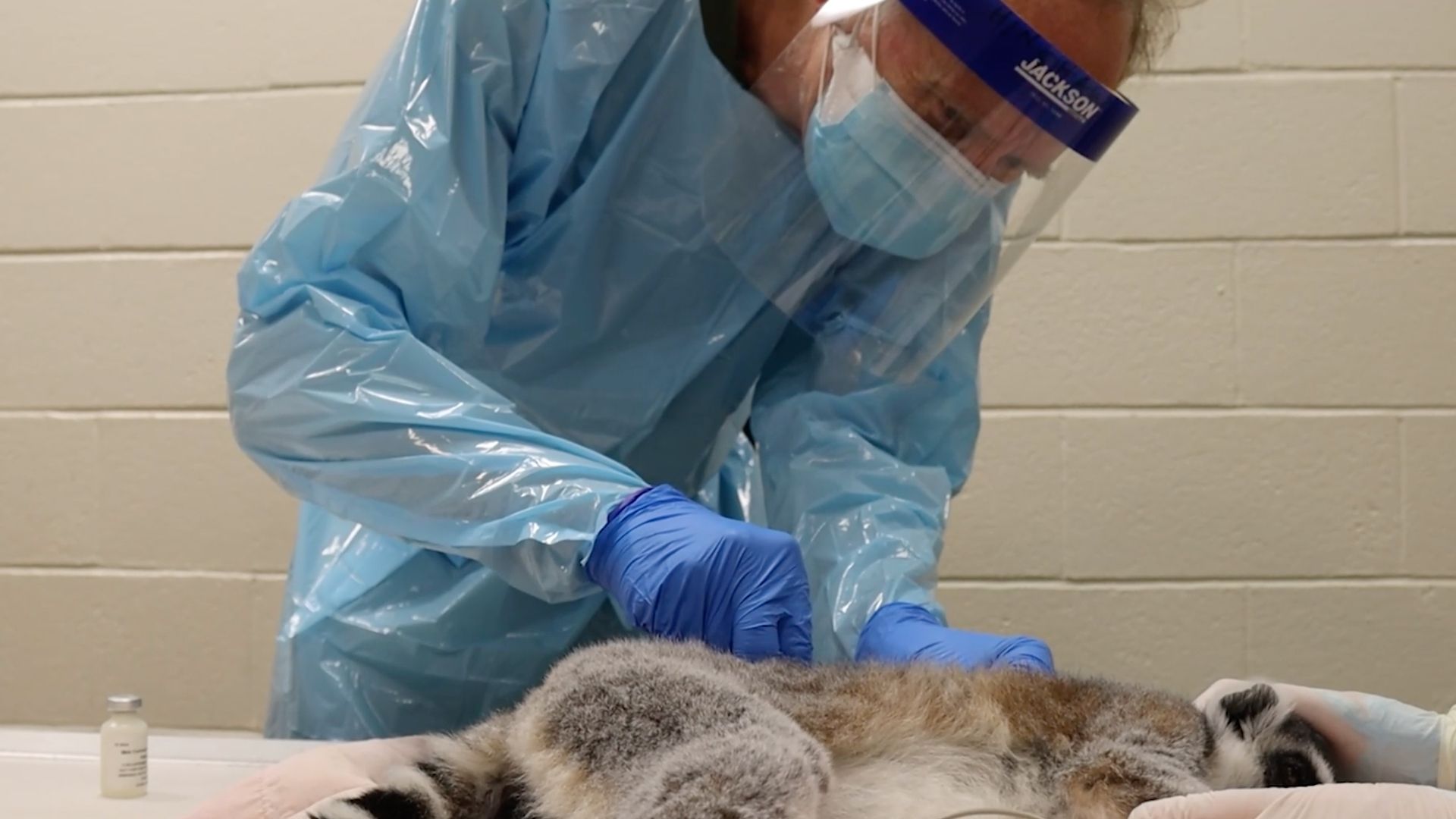 A lemur getting a COVID-19 vaccine. Photo courtesy of Philadelphia Zoo 