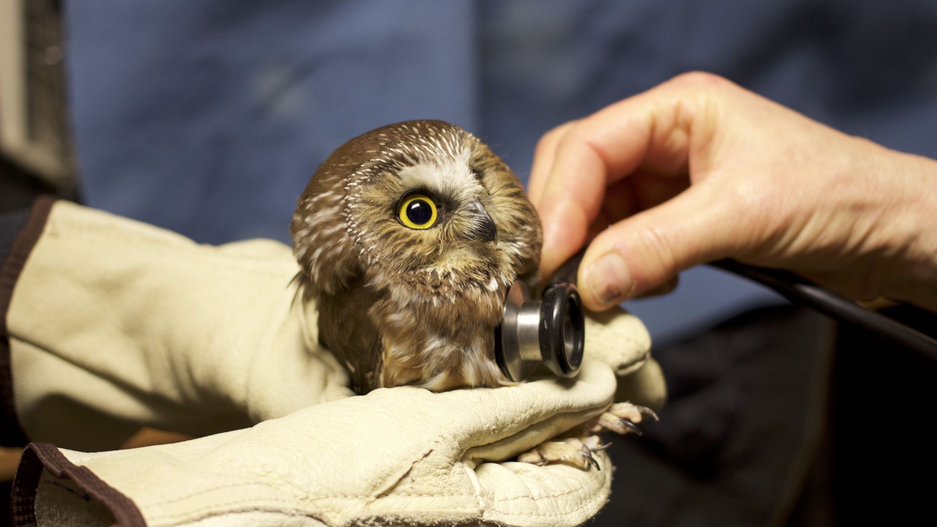 A northern saw-whet owl is held in gloved hands at it receives treatment at a wildlife care center.