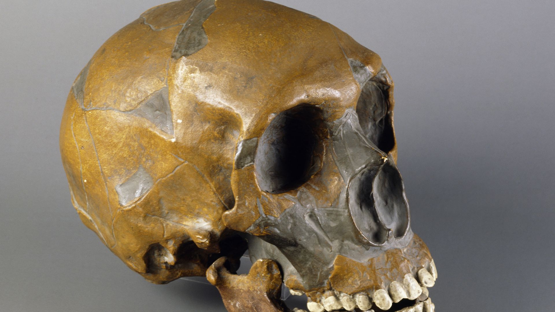 Image of the skull of a Homo sapien.