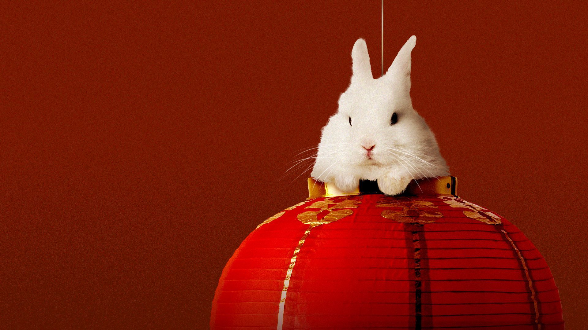Illustration of a rabbit peeking out from a red paper lantern. 