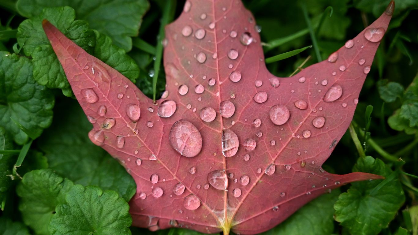 Philadelphia peak fall foliage season is almost here What to expect