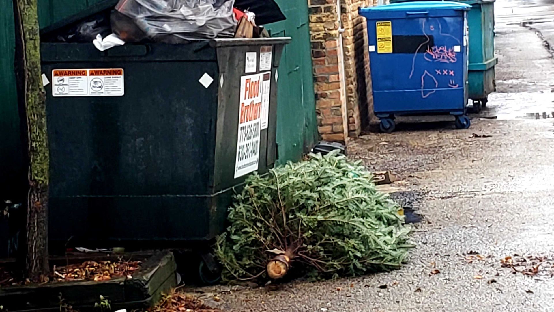 Christmas tree thrown out in alley